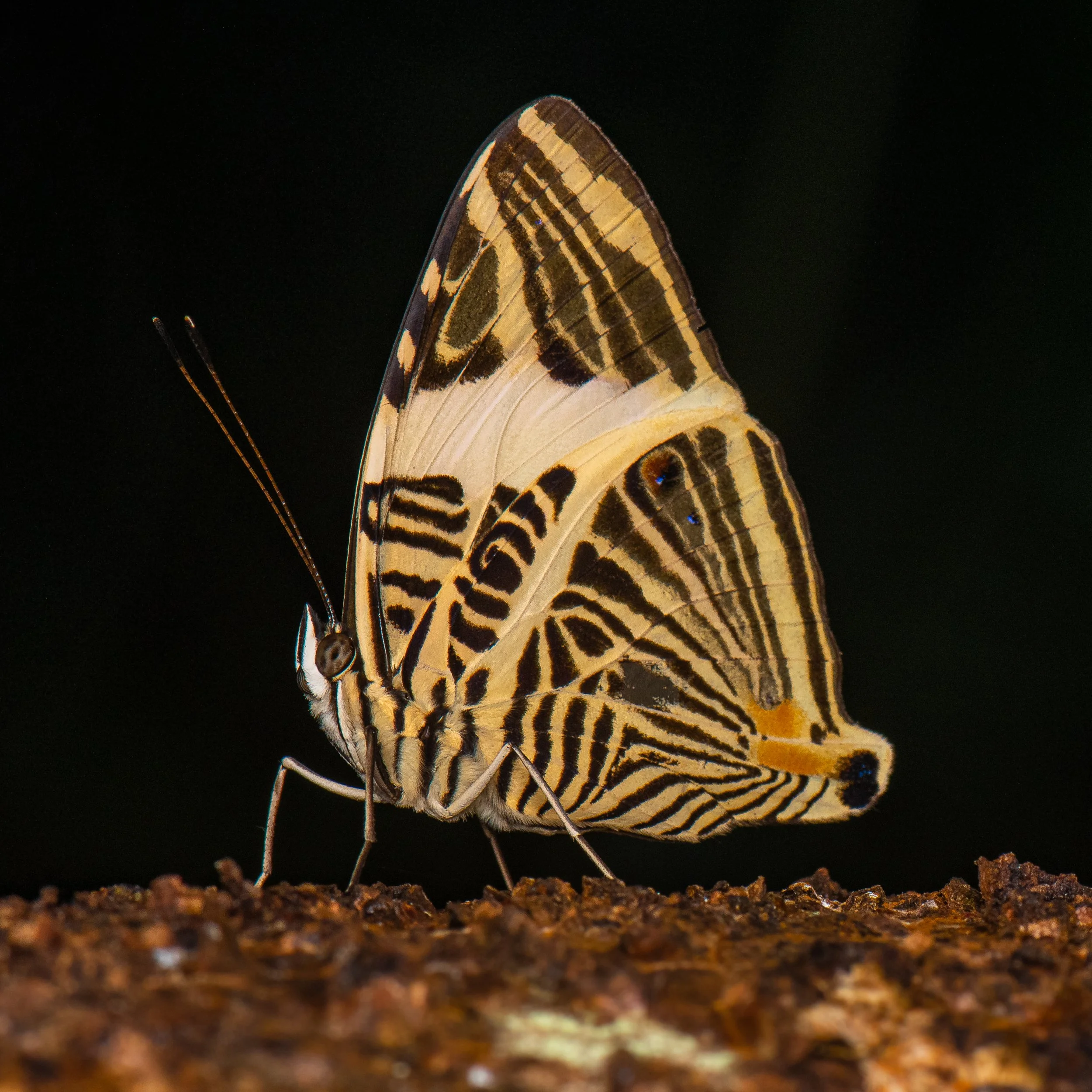 Lepidoptera - 36.jpg