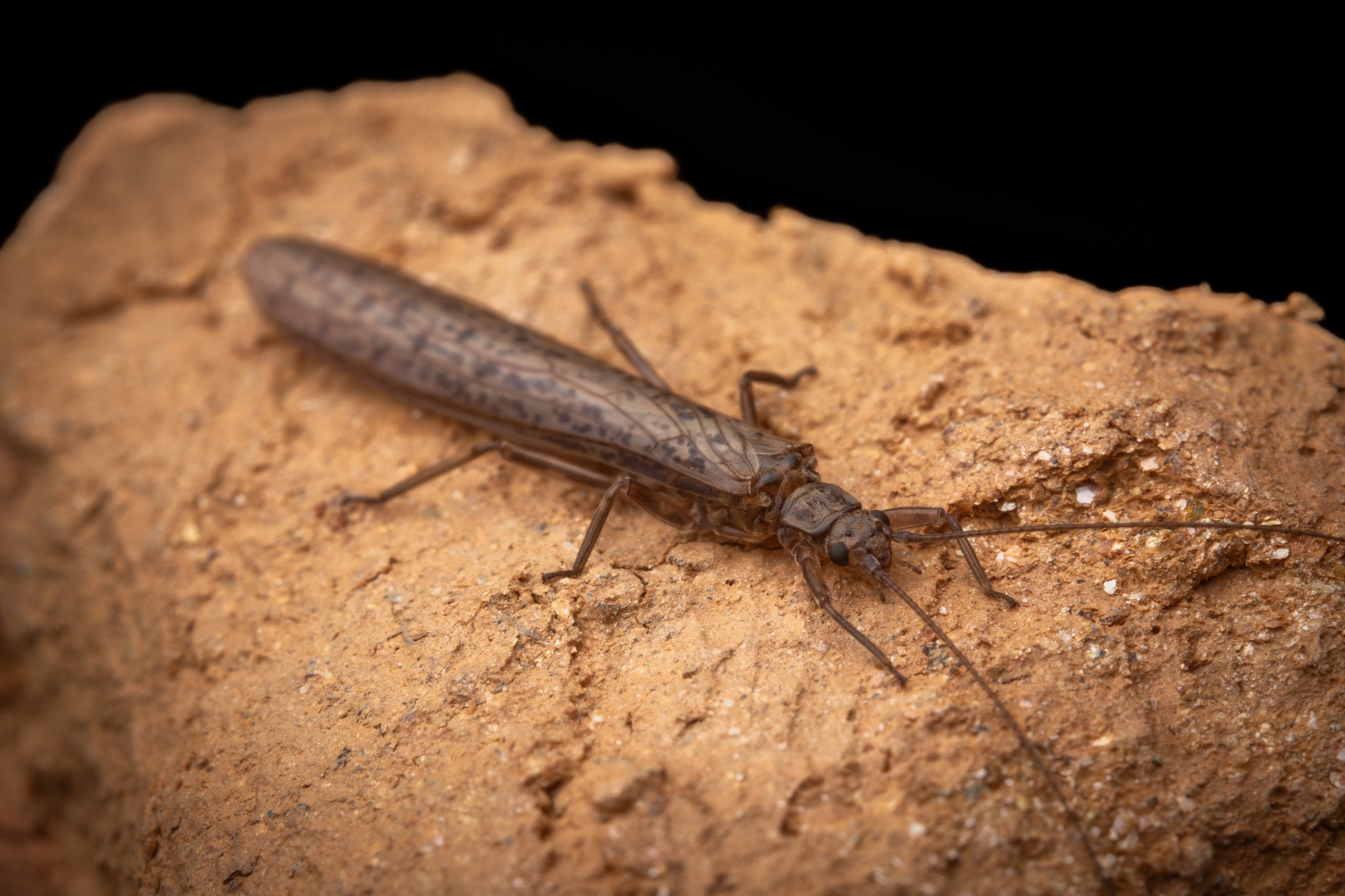 Plecoptera - 27.jpeg