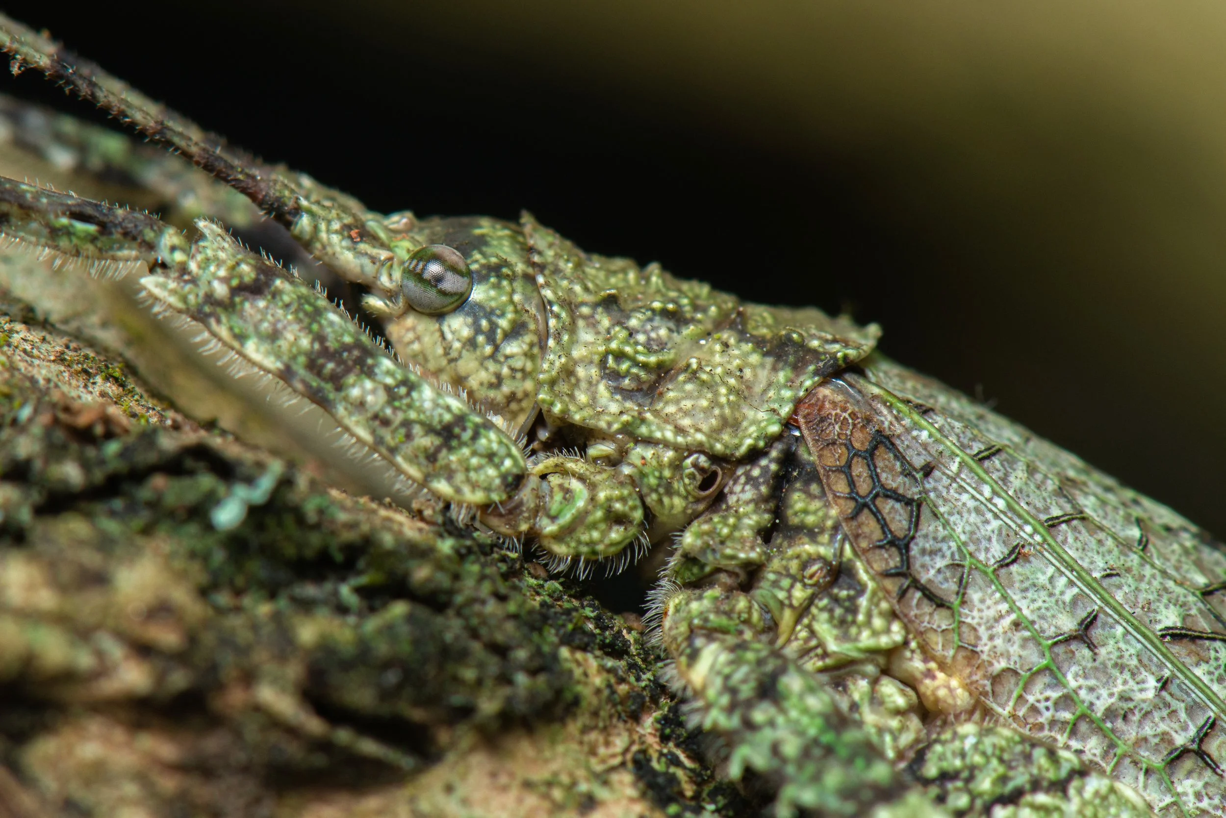 Orthoptera - 101.jpeg