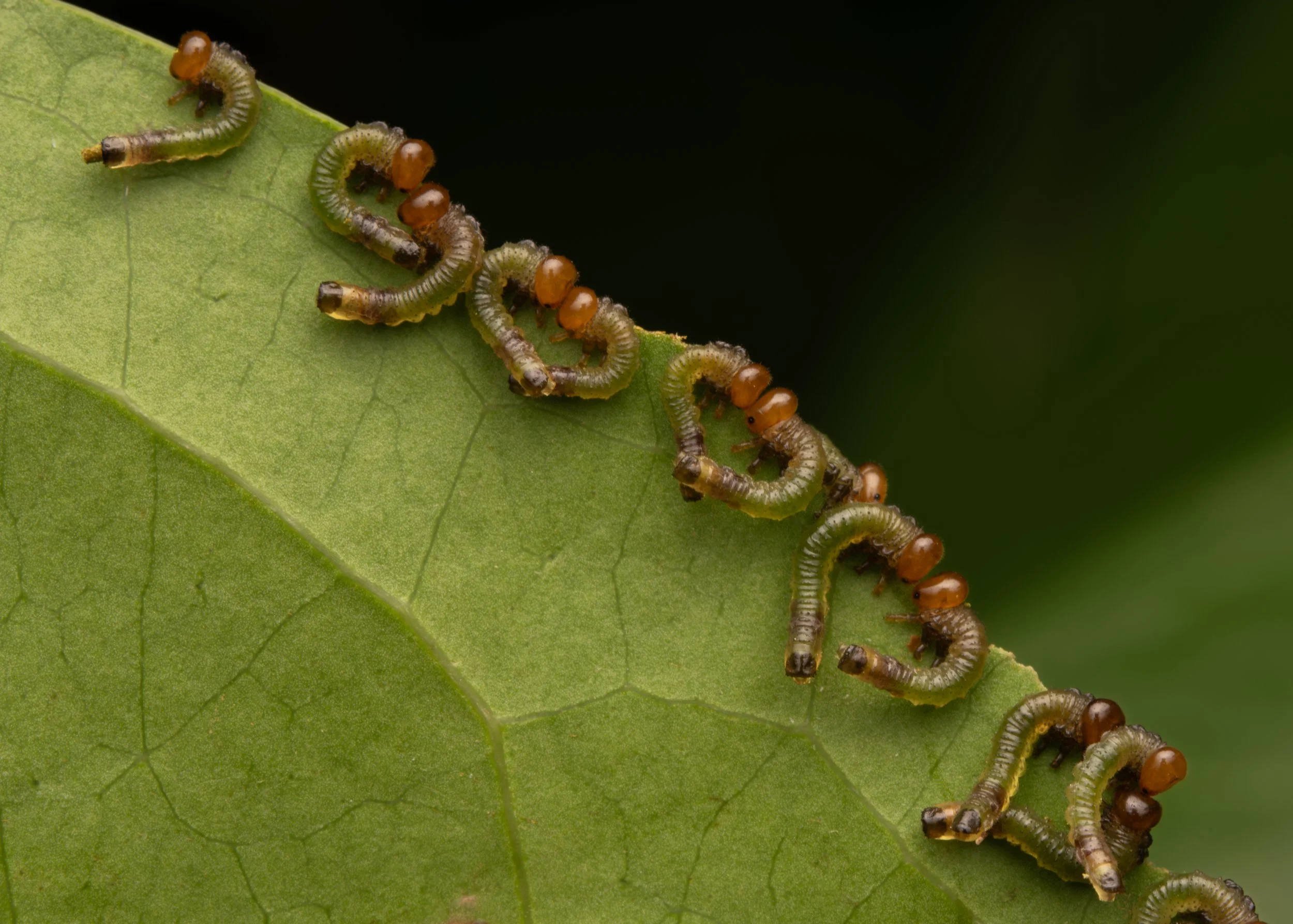 Hymenoptera - 23.jpg