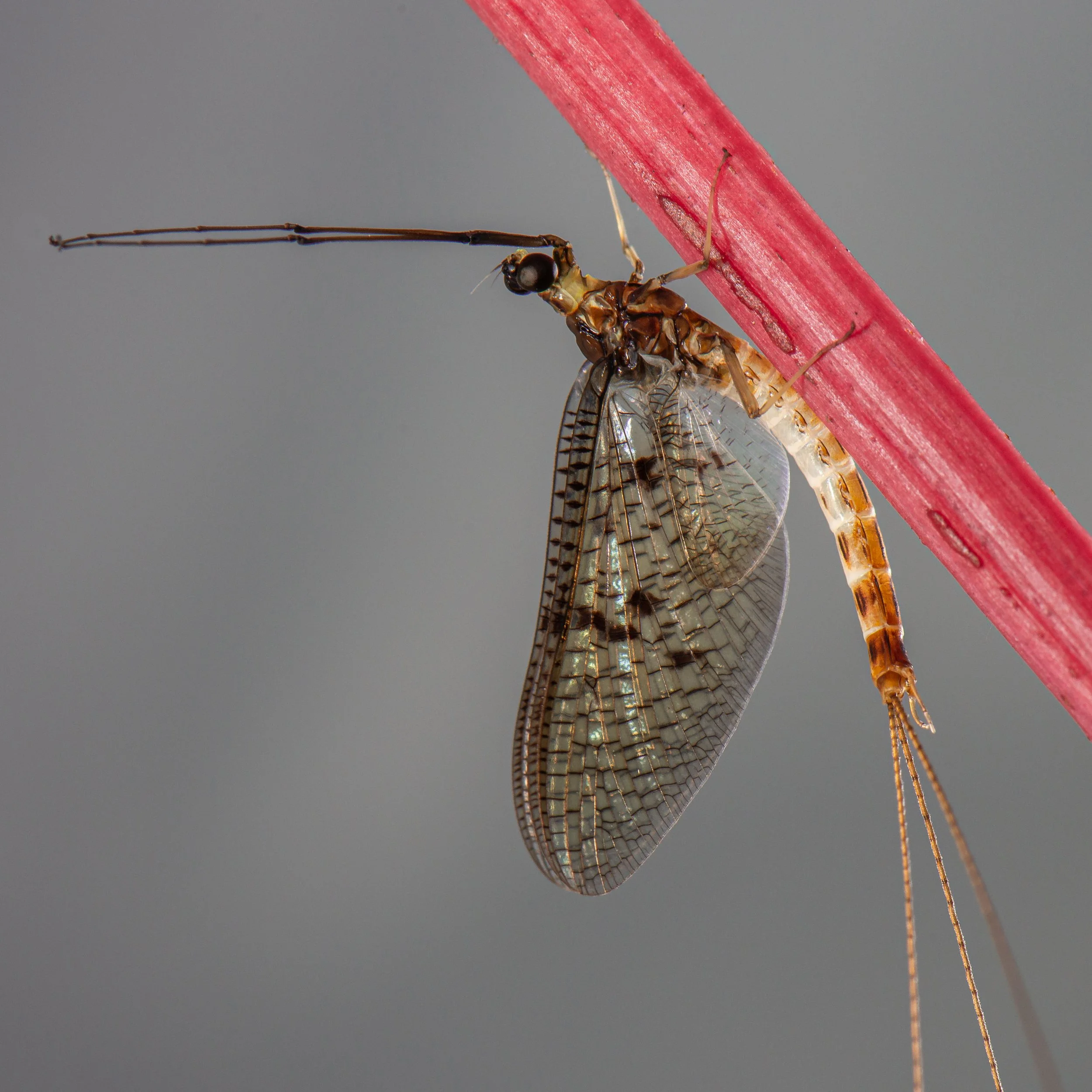 Ephemeroptera - 18.jpeg
