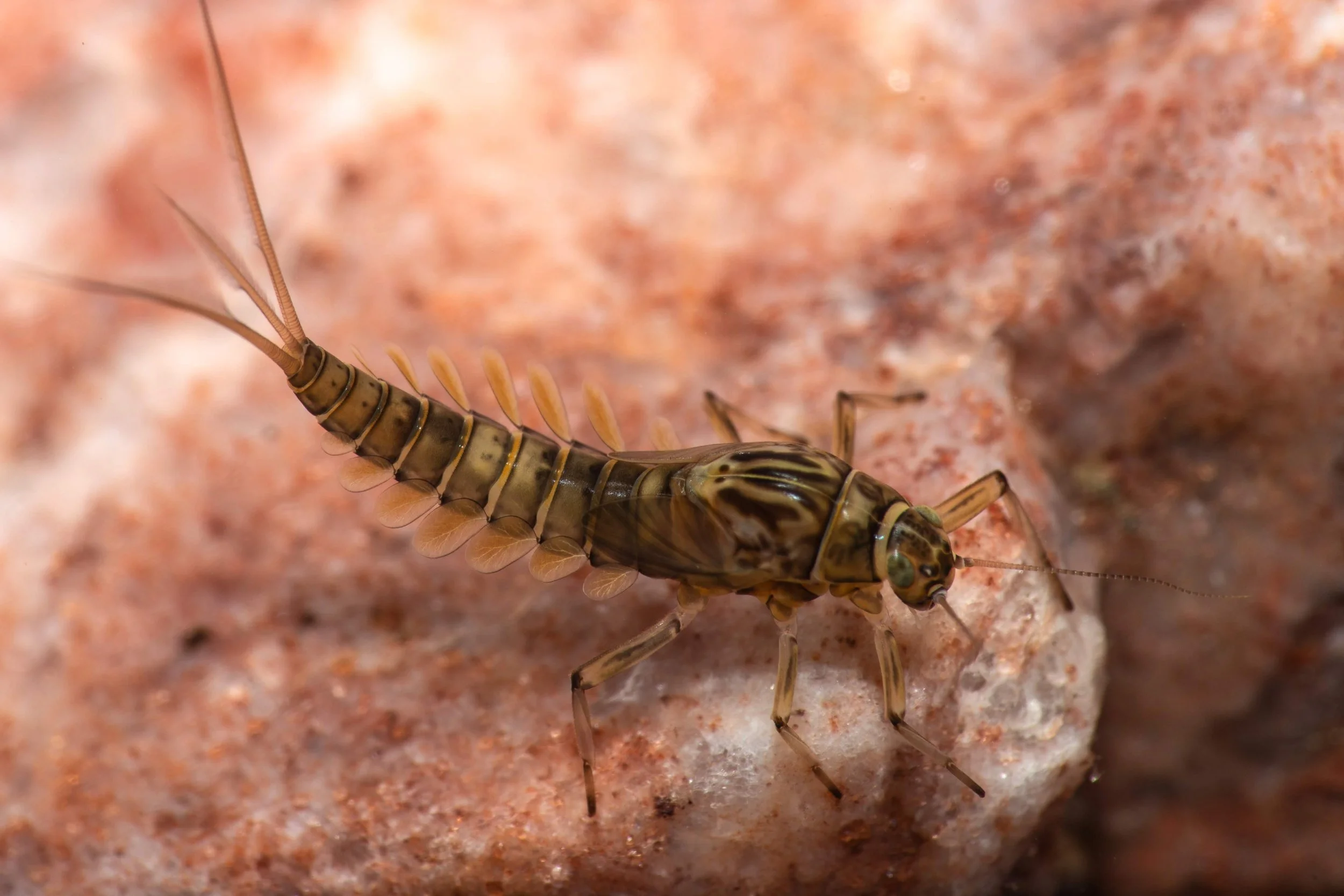 Baetidae - 23 (1).jpeg