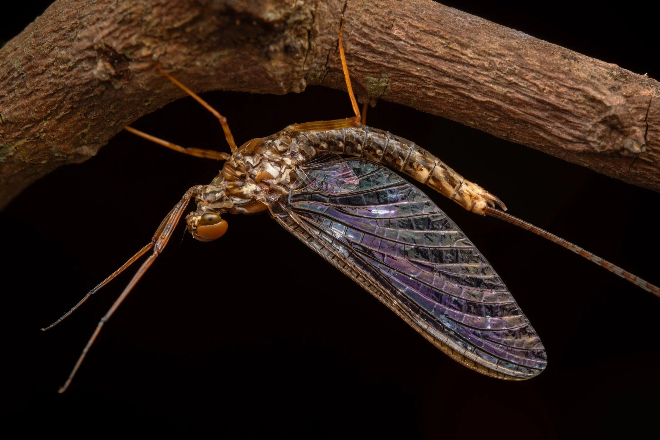 Leptophlebiidae - 63.jpeg