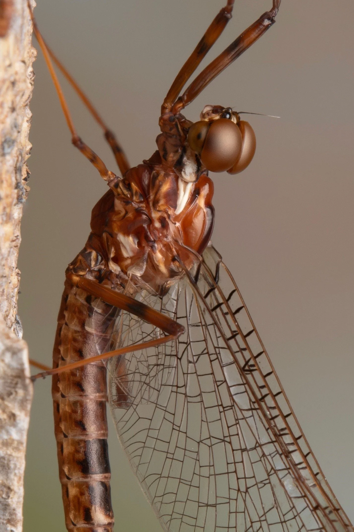 Leptophlebiidae - 82.jpeg