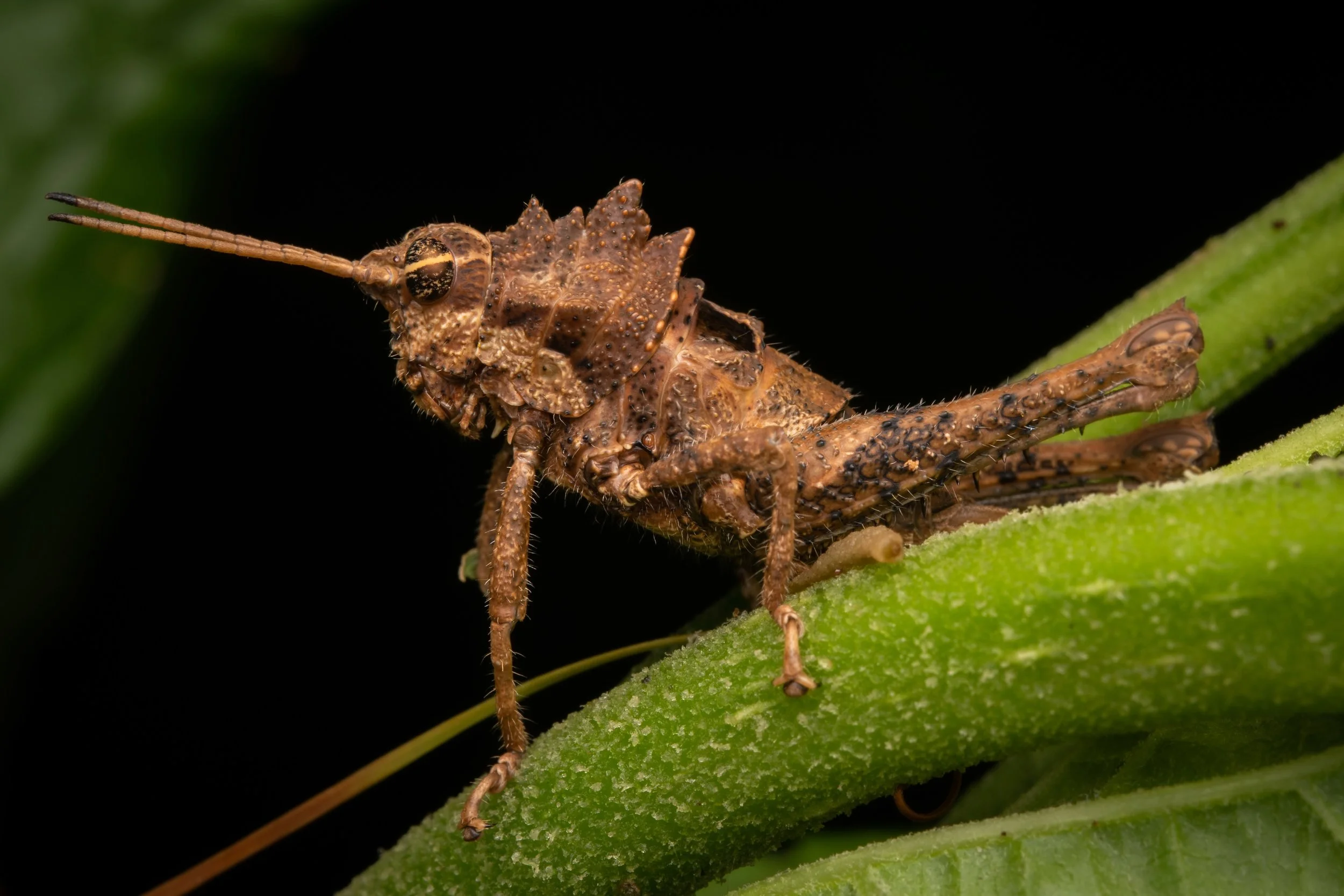 Orthoptera - 38.jpeg