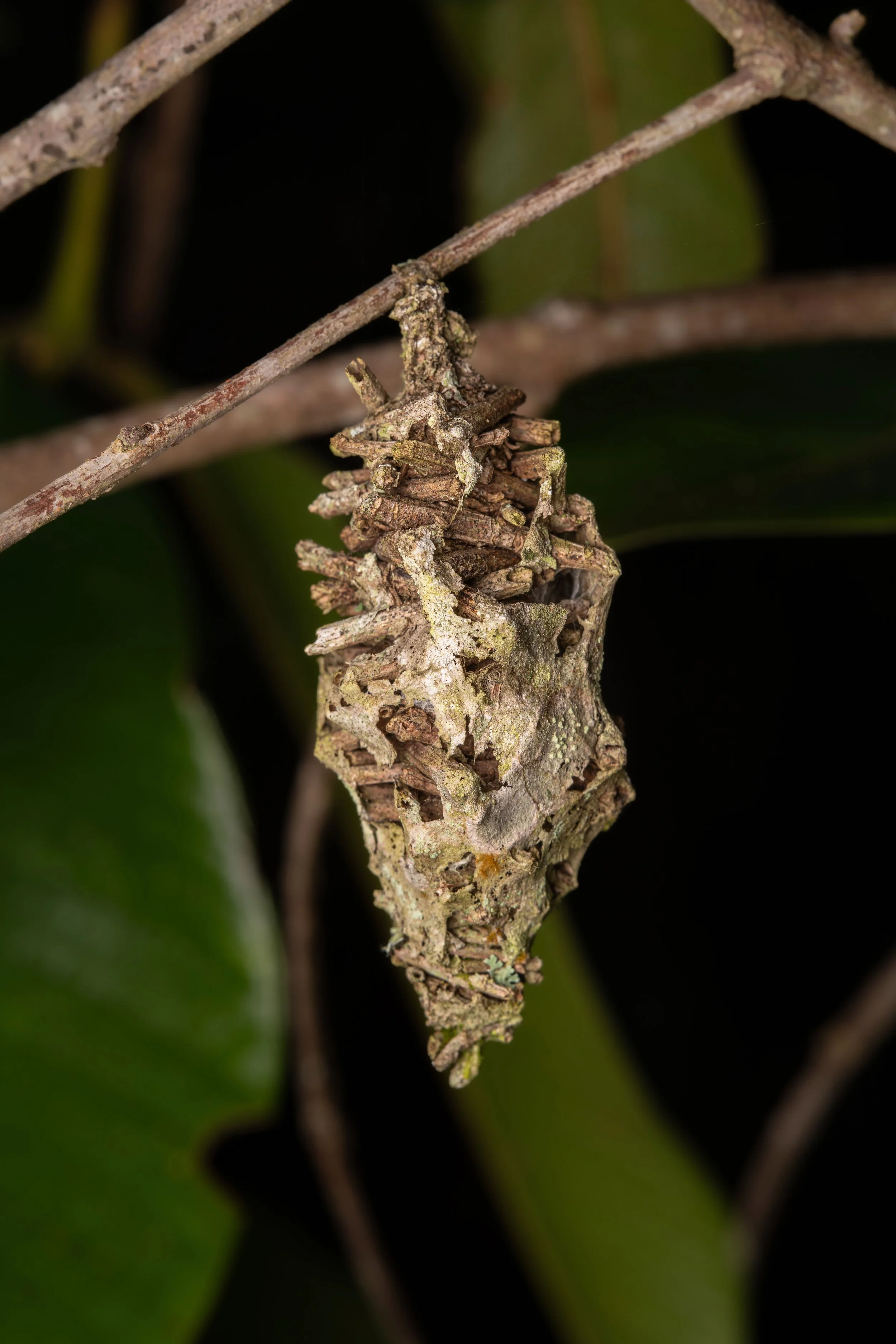 Ao passarem para a fase adulta, lagartas de borboletas e mariposas constroem casulos para se protegerem. Esses casulos podem variar dos mais simples aos sofisticados, como o desta foto, construído com pedacinhos de galhos secos e de seda. No caso des