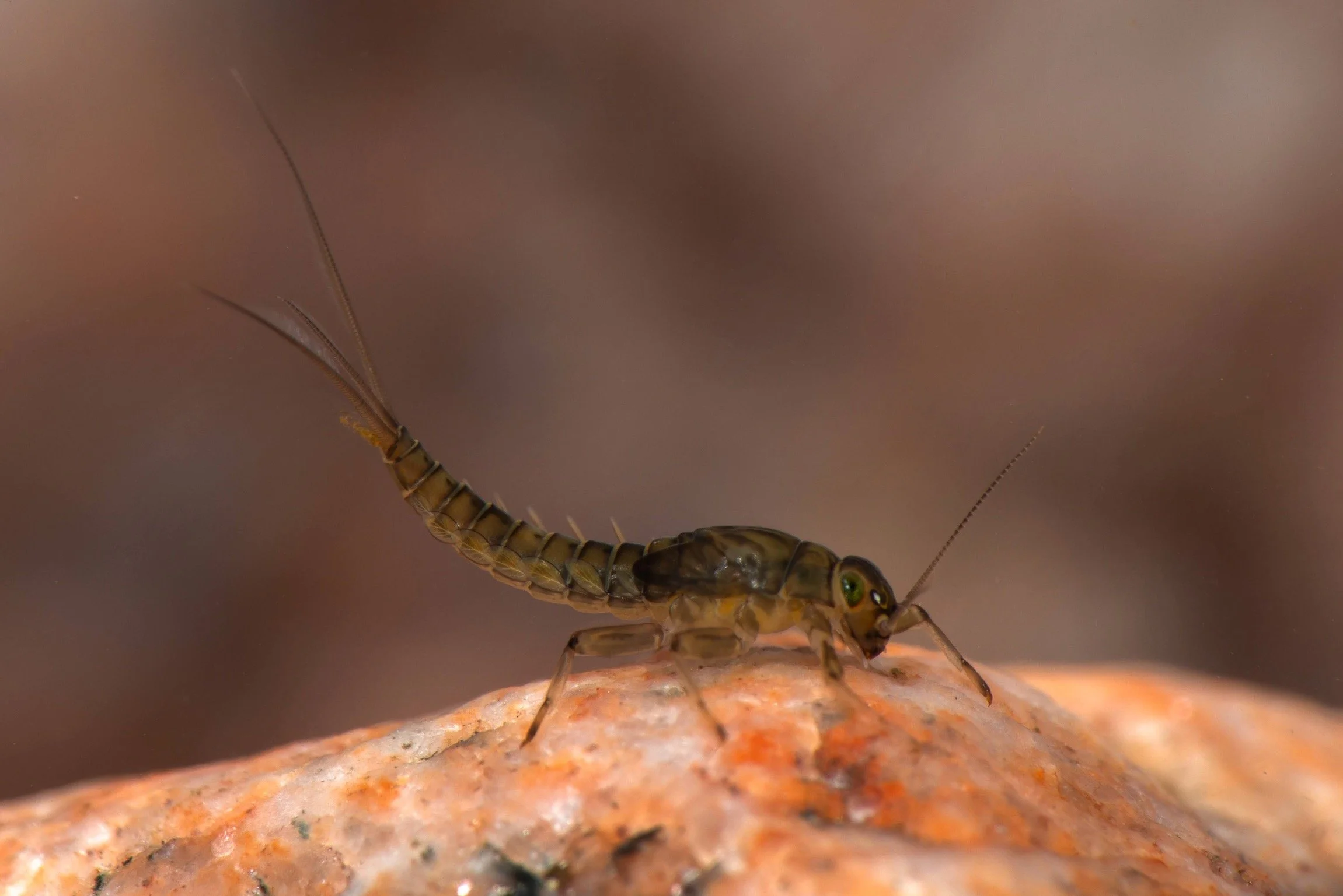Baetidae - 30 (1).jpeg