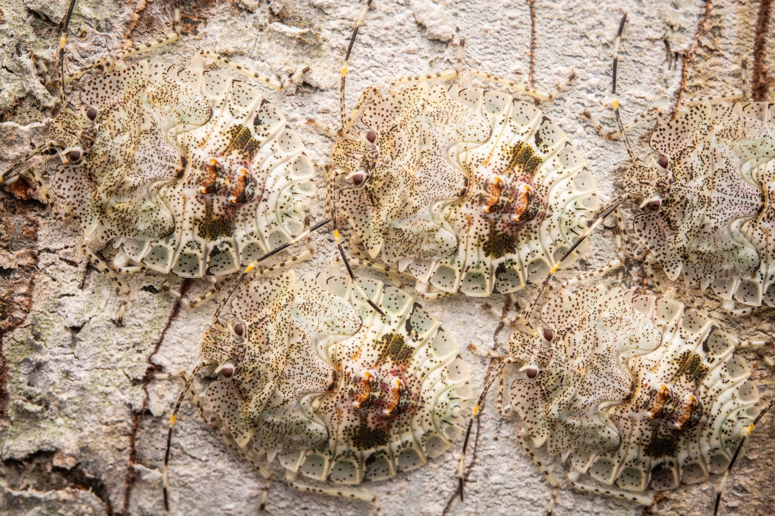 Mata_do_Paraíso - 2.jpeg