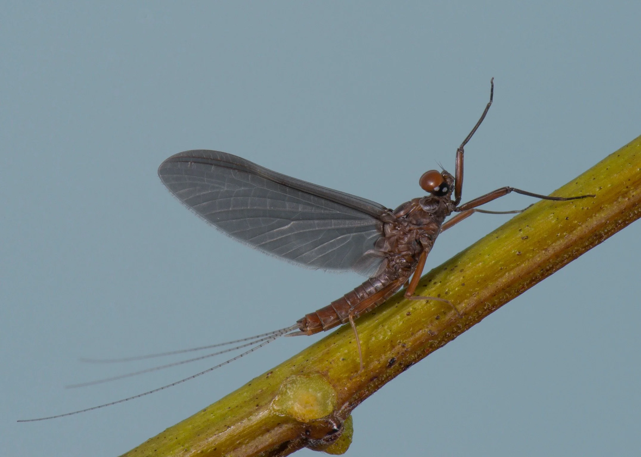 Leptophlebiidae - 7.jpeg