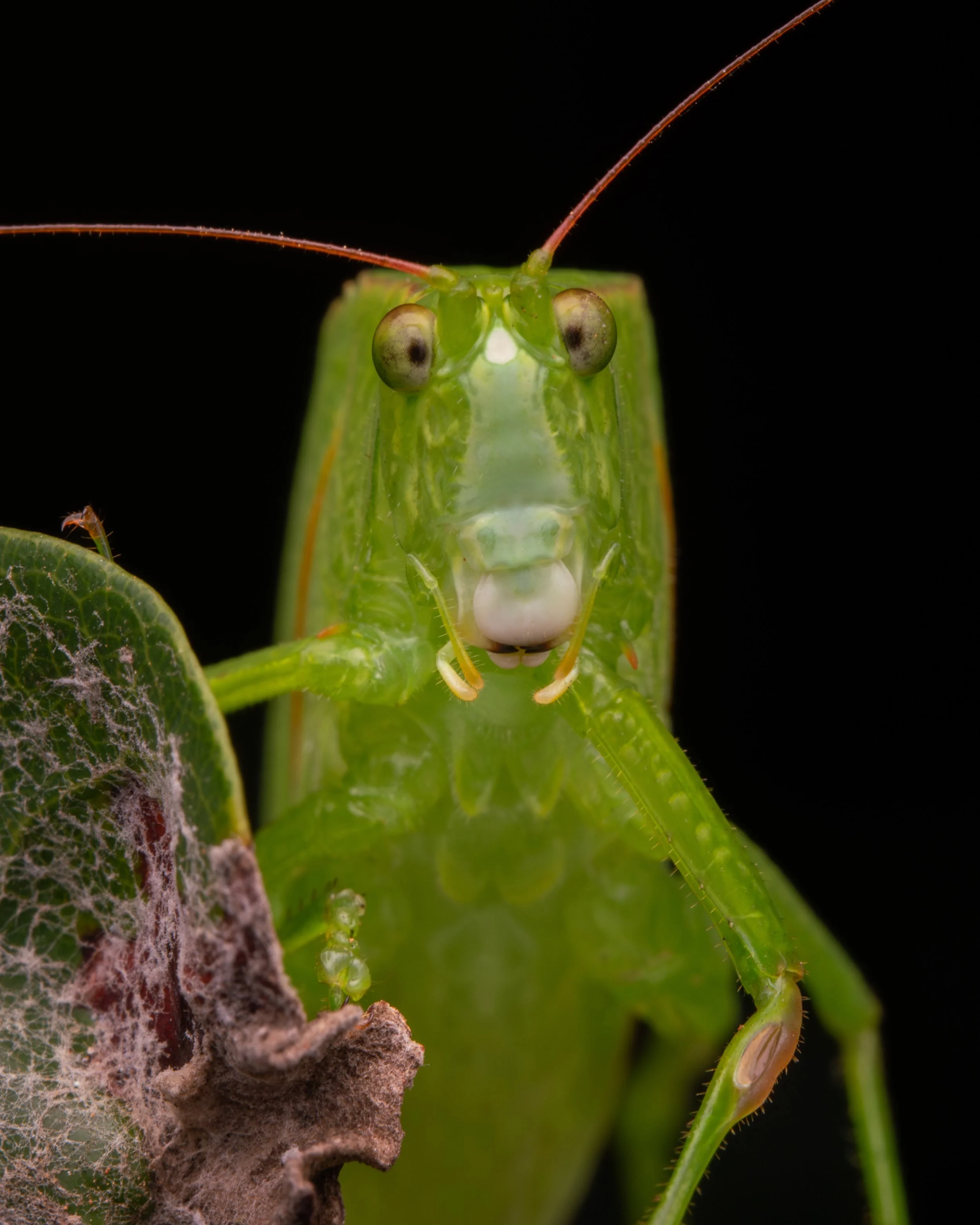 Orthoptera - 12.jpeg