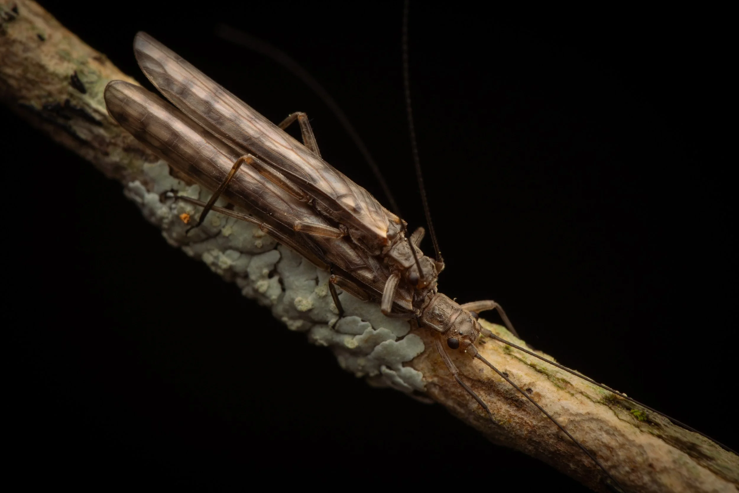 Plecoptera - 10.jpeg