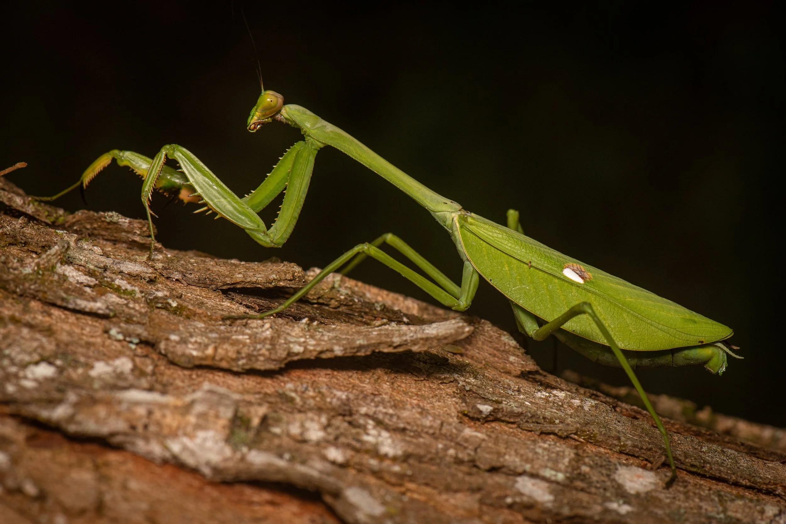 Mantodea - 56.jpg