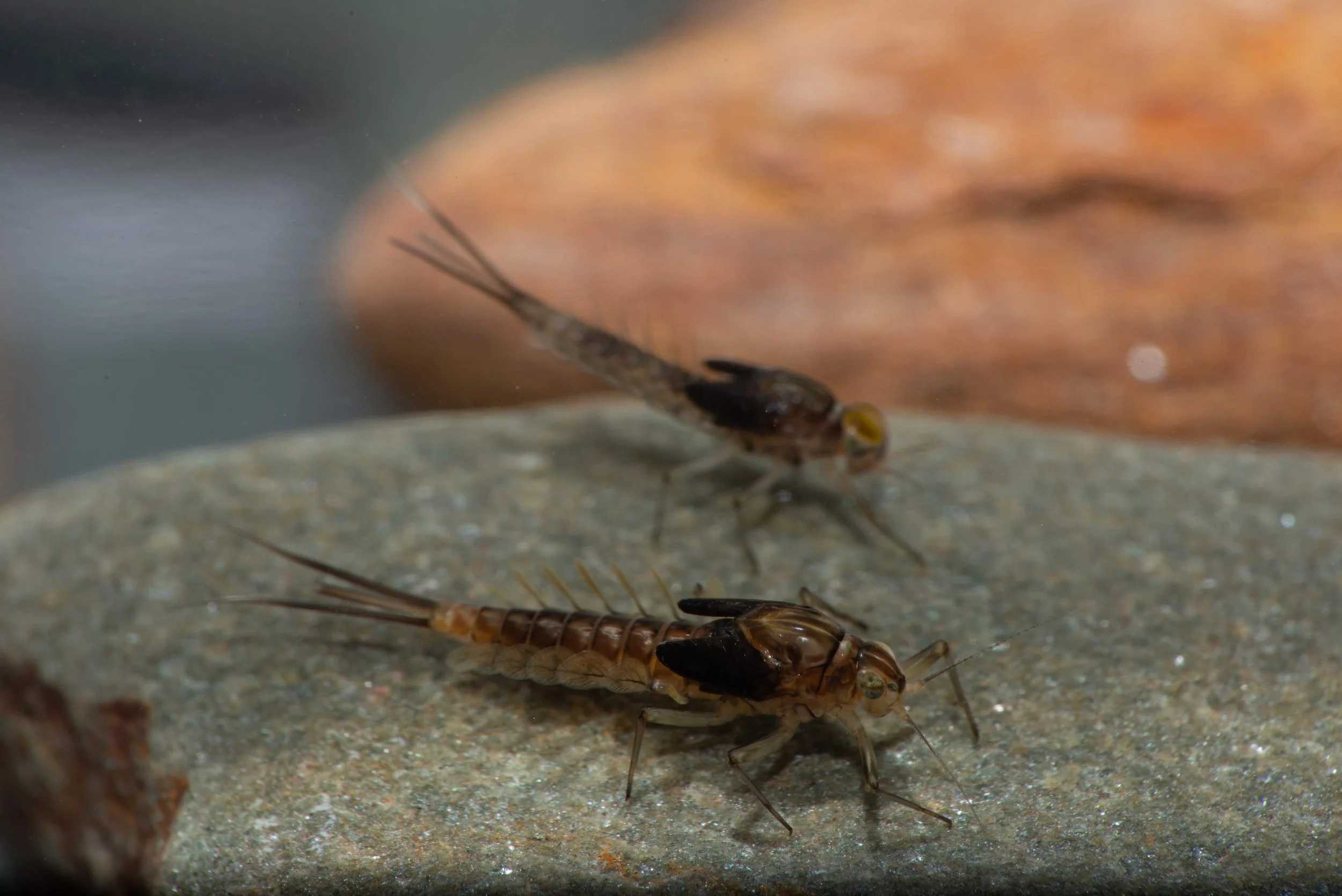 Baetidae - 10 (1).jpeg