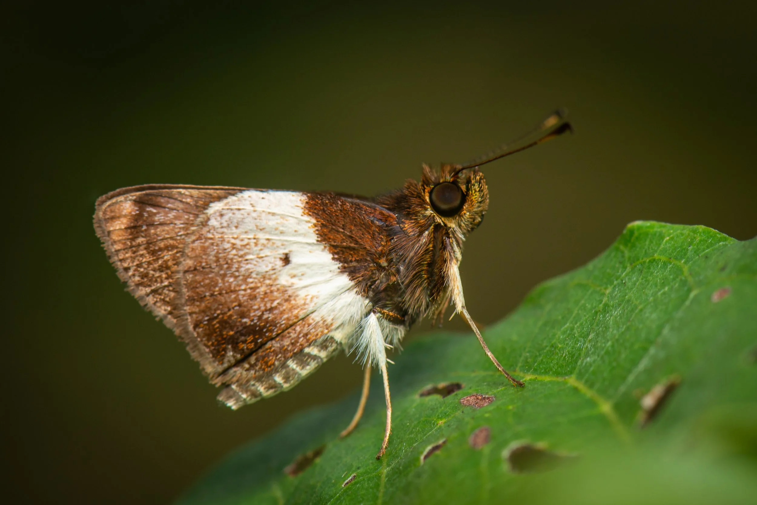 Lepidoptera - 62.jpg