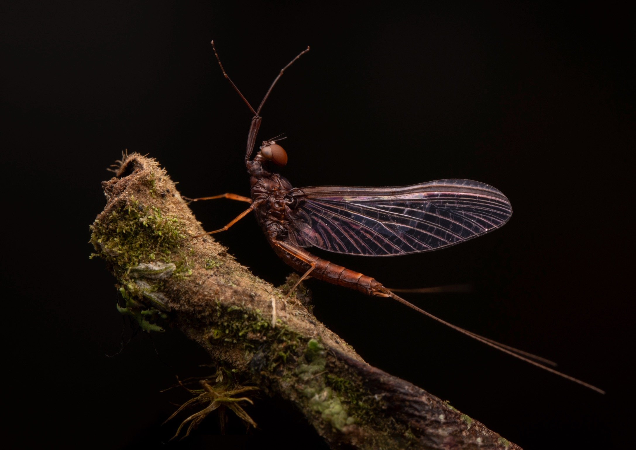 Leptophlebiidae - 61.jpeg