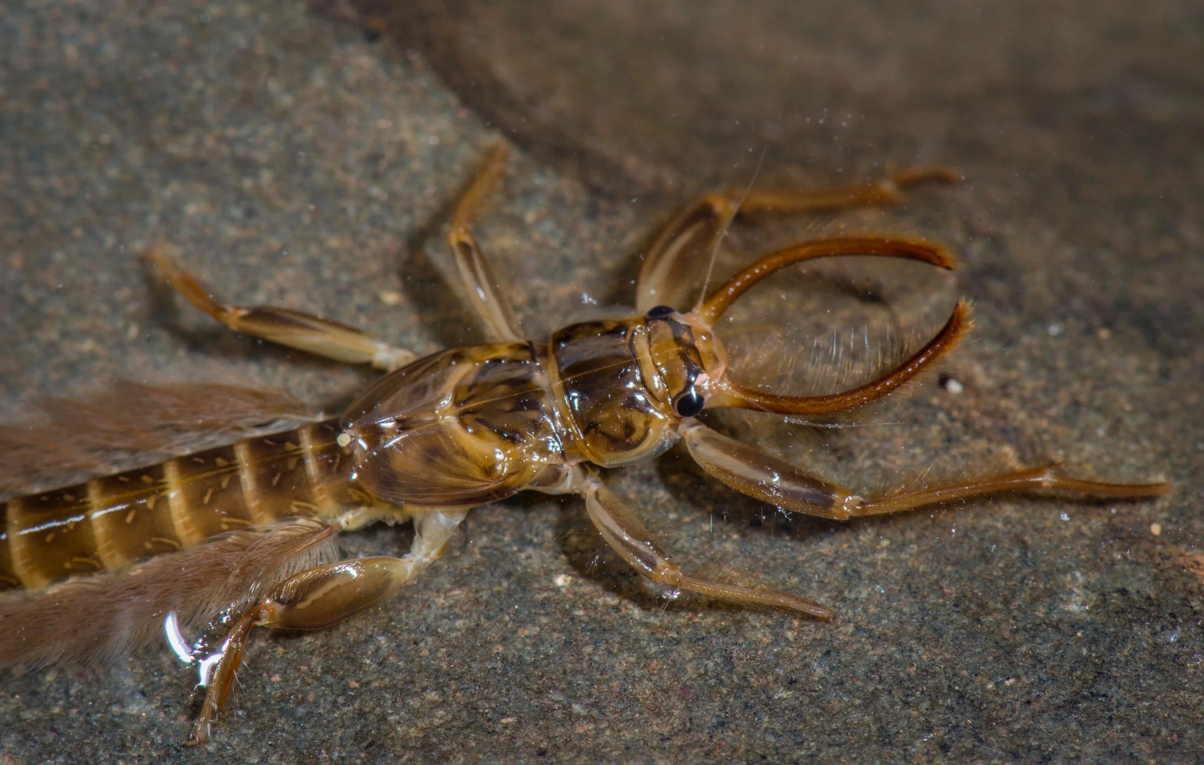 Euthyplociidae - 2.jpeg