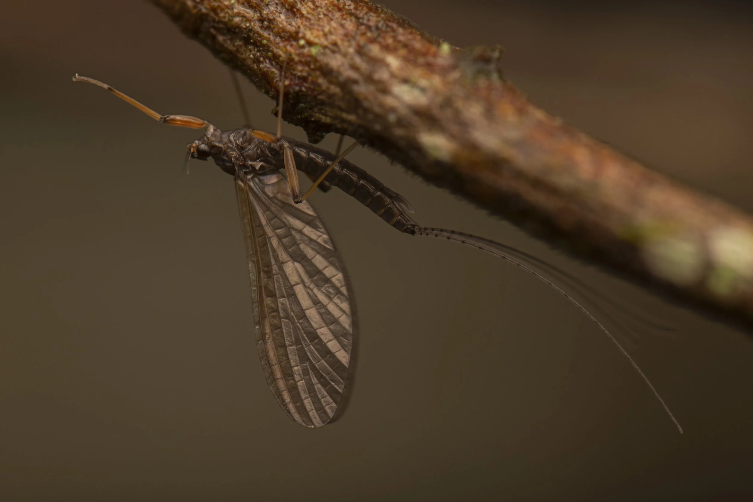 Ephemeroptera - 65.jpg