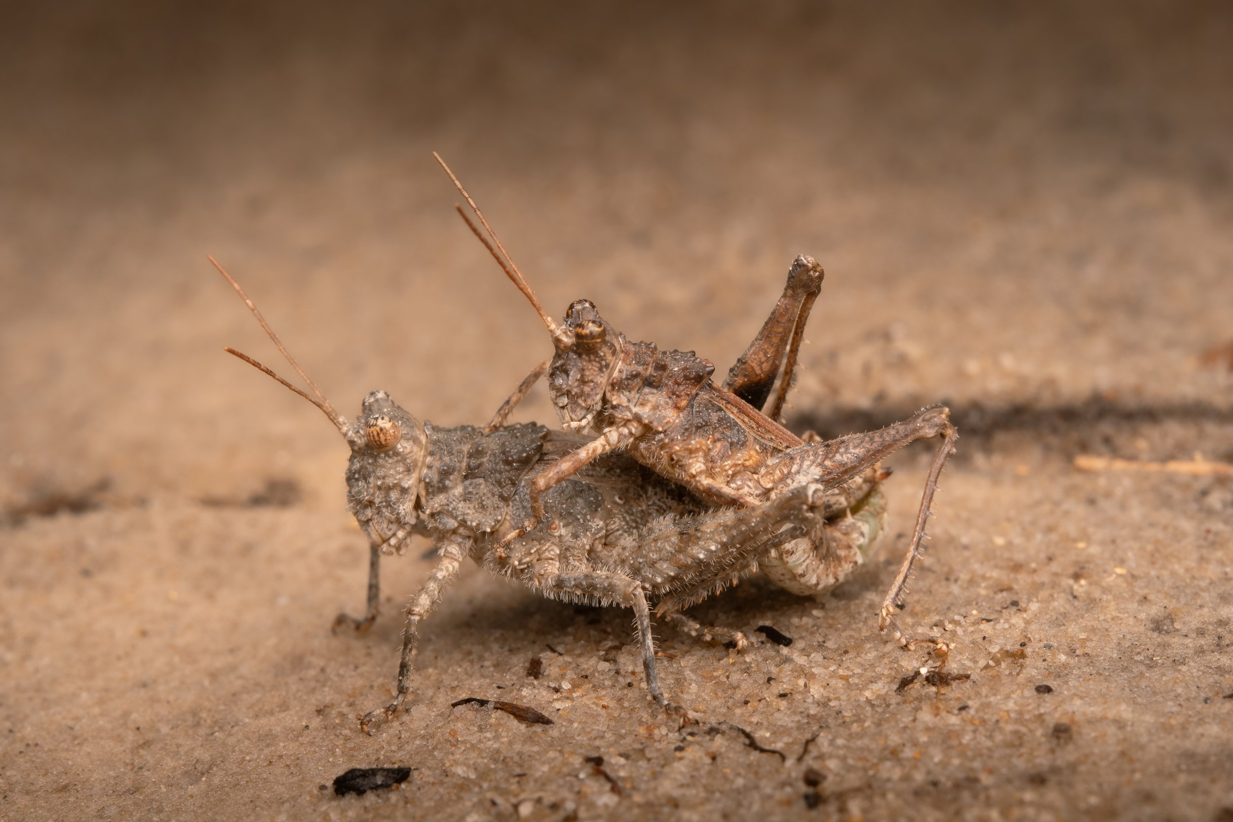 Orthoptera - 13.jpeg