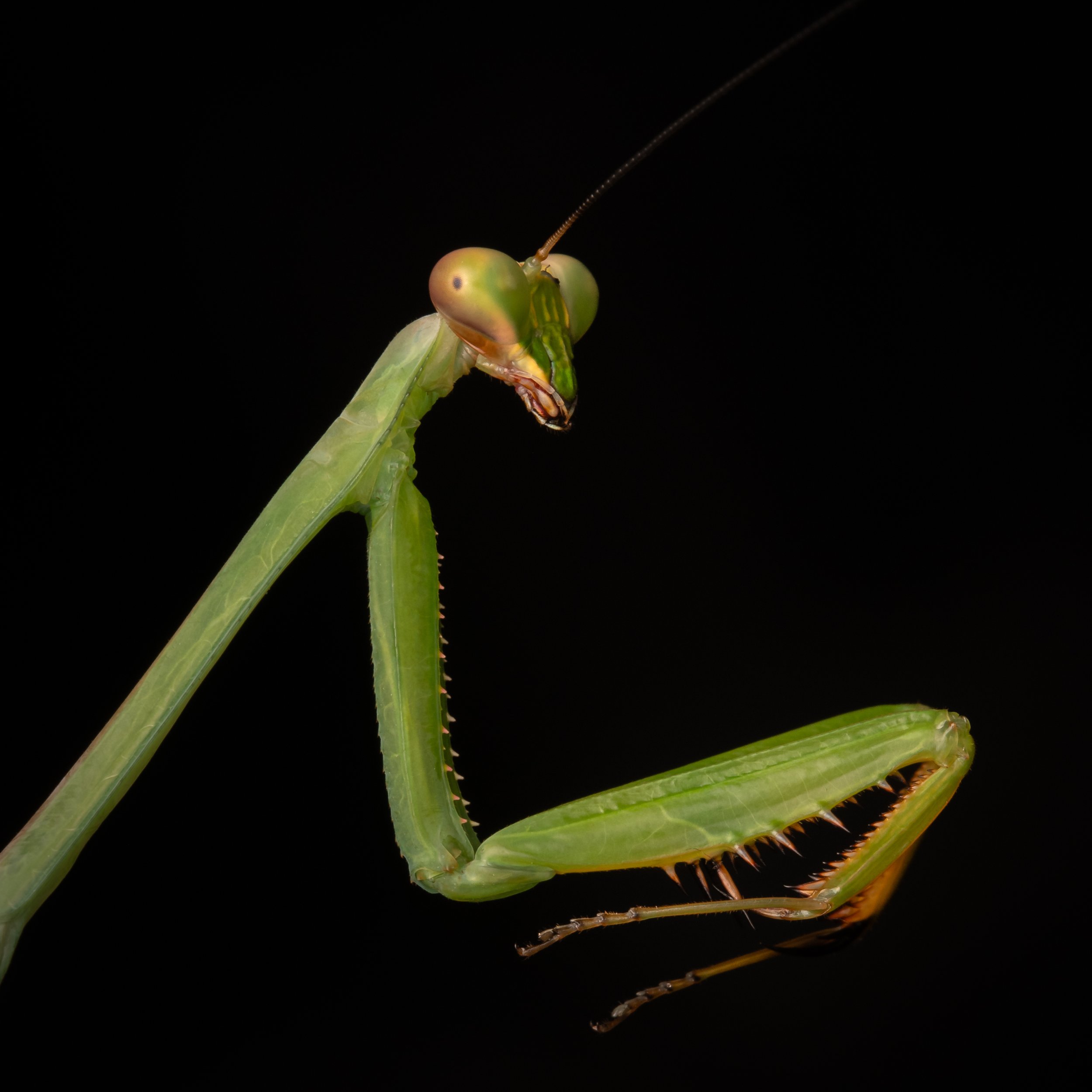 Mantodea - 14.jpg