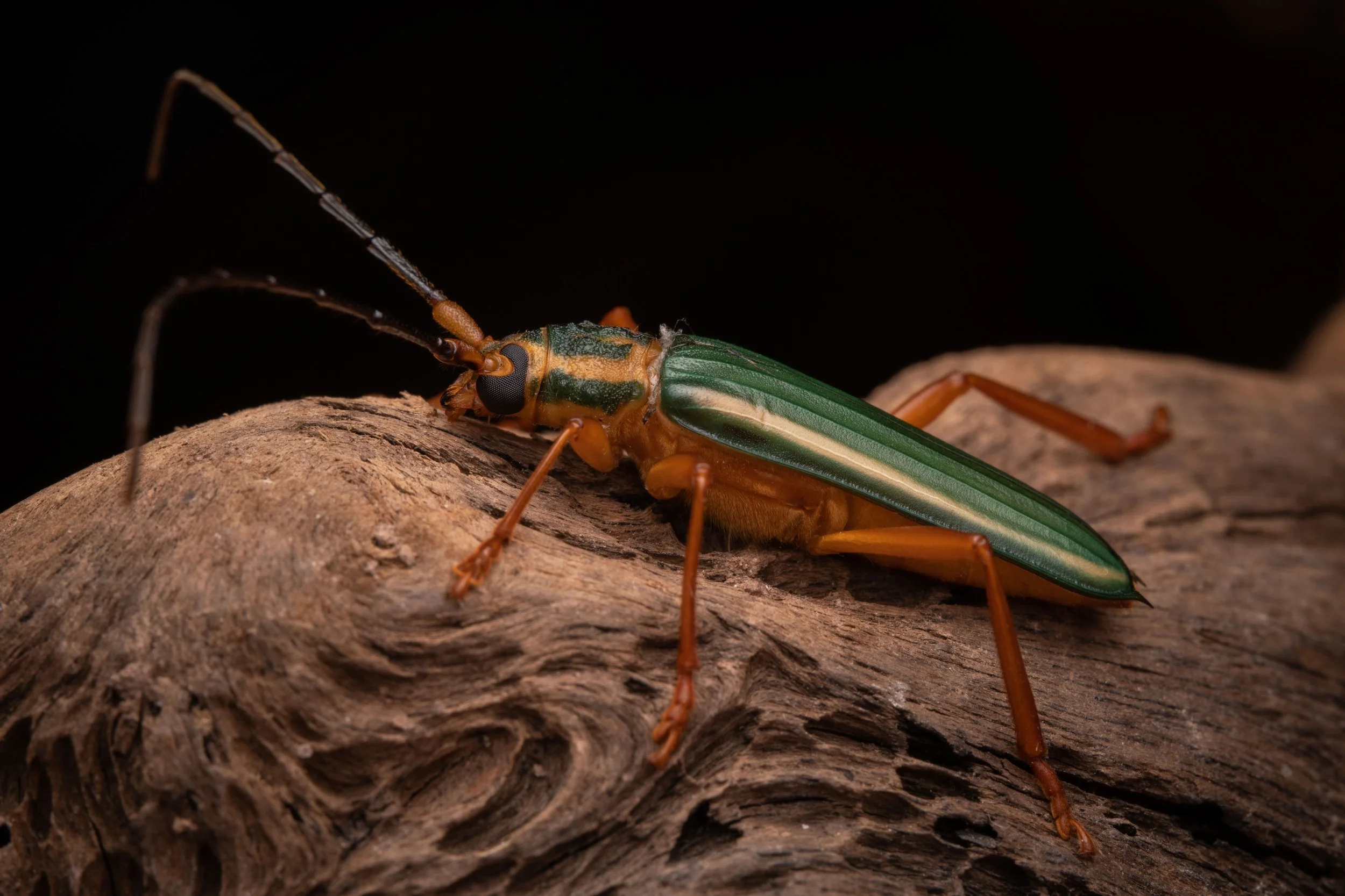 Coleoptera - 75.jpeg