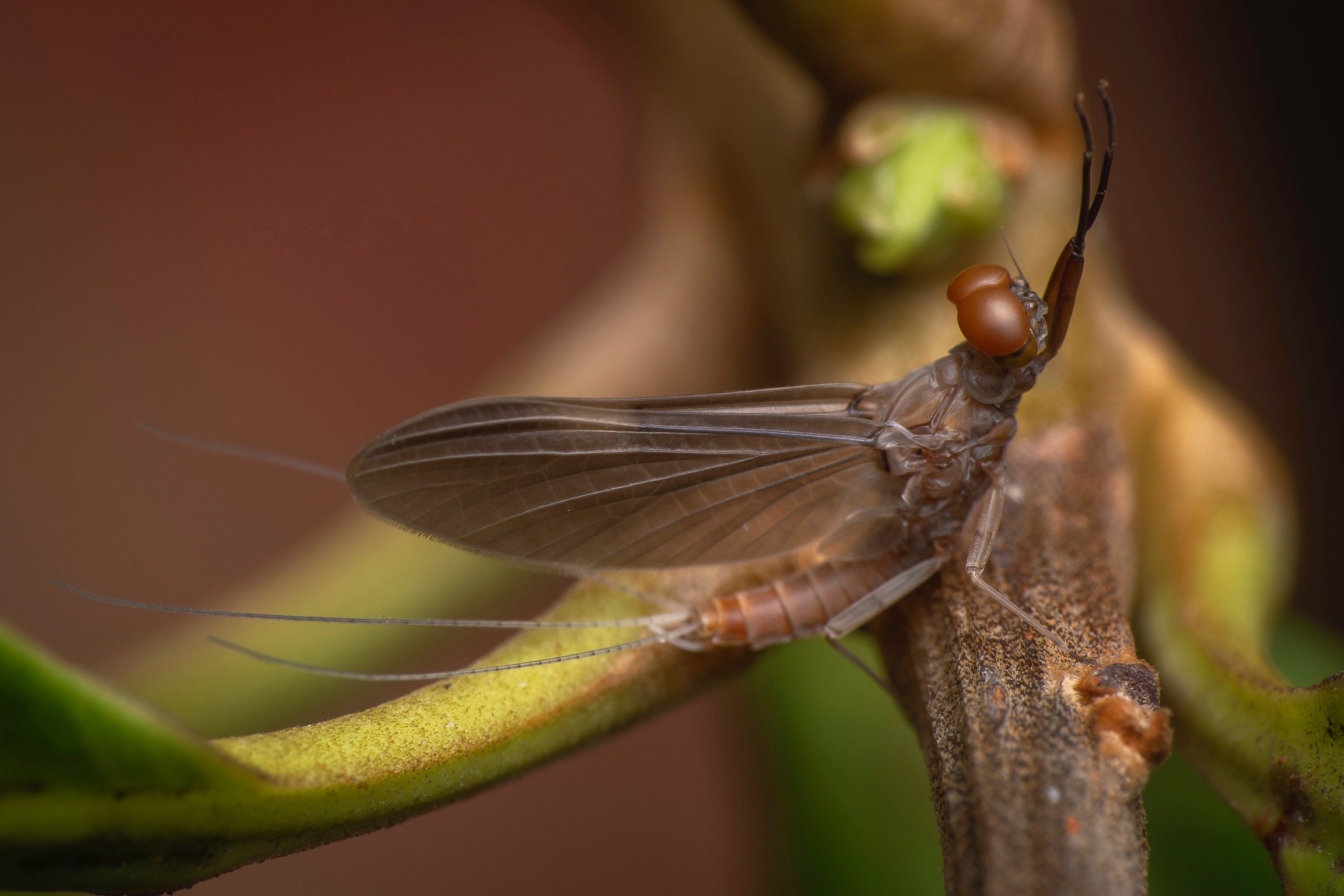 Leptophlebiidae - 77.jpeg