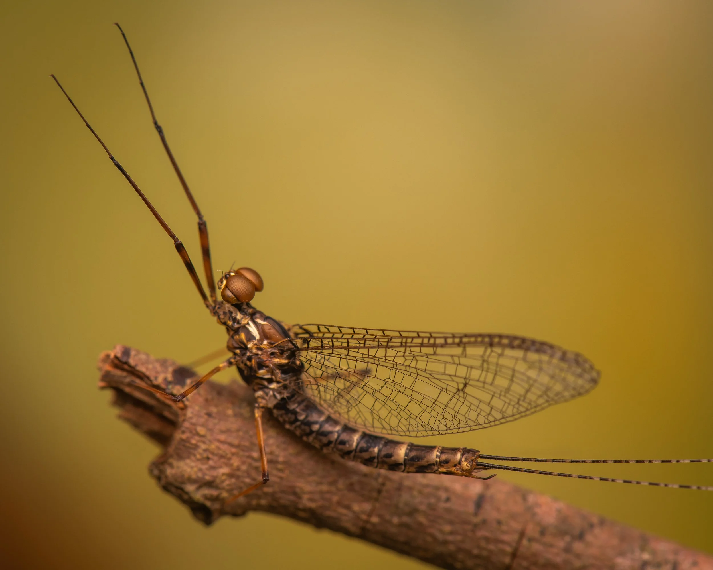 Ephemeroptera - 64.jpg