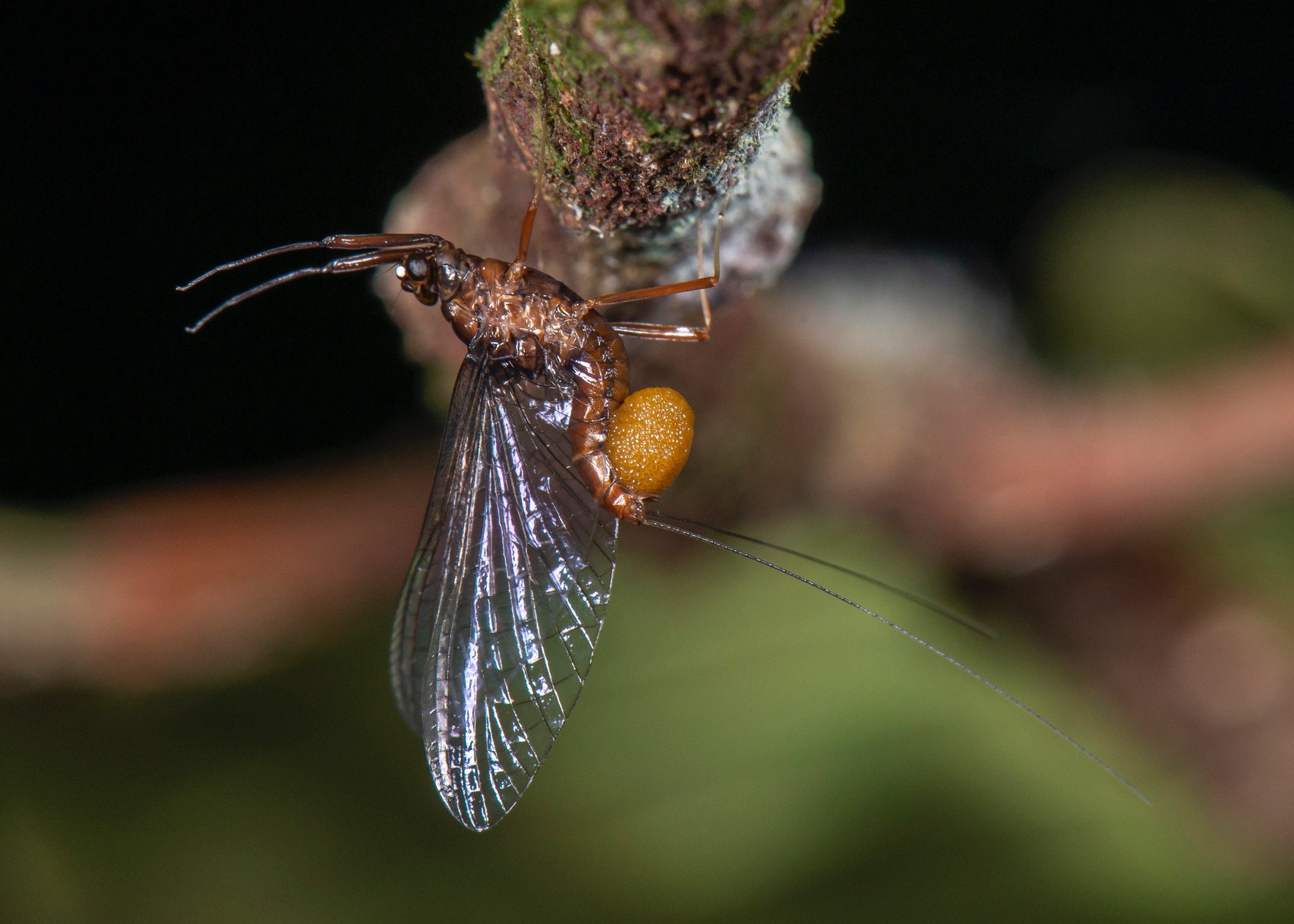 Leptophlebiidae - 5.jpeg