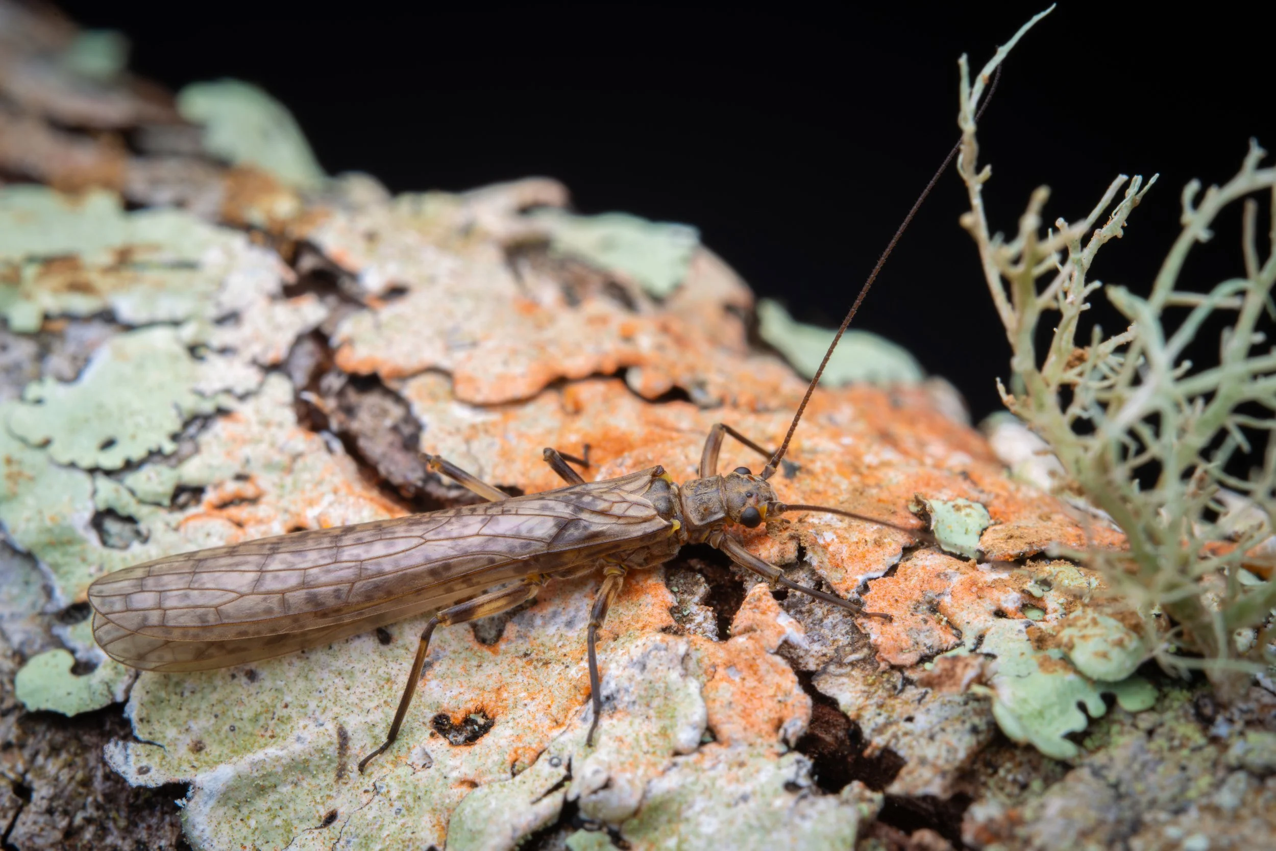 Plecoptera - 34.jpeg