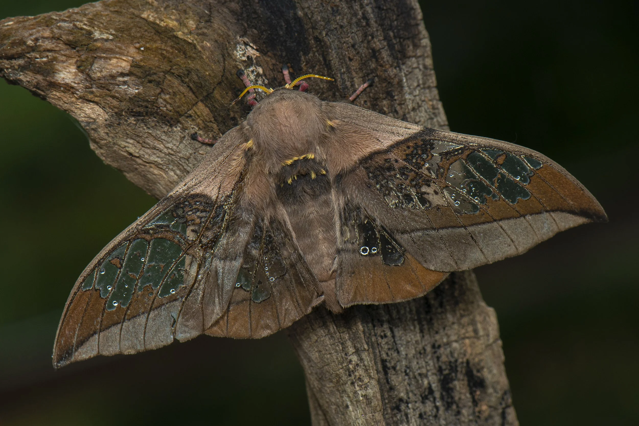 Lepidoptera - 55.JPG