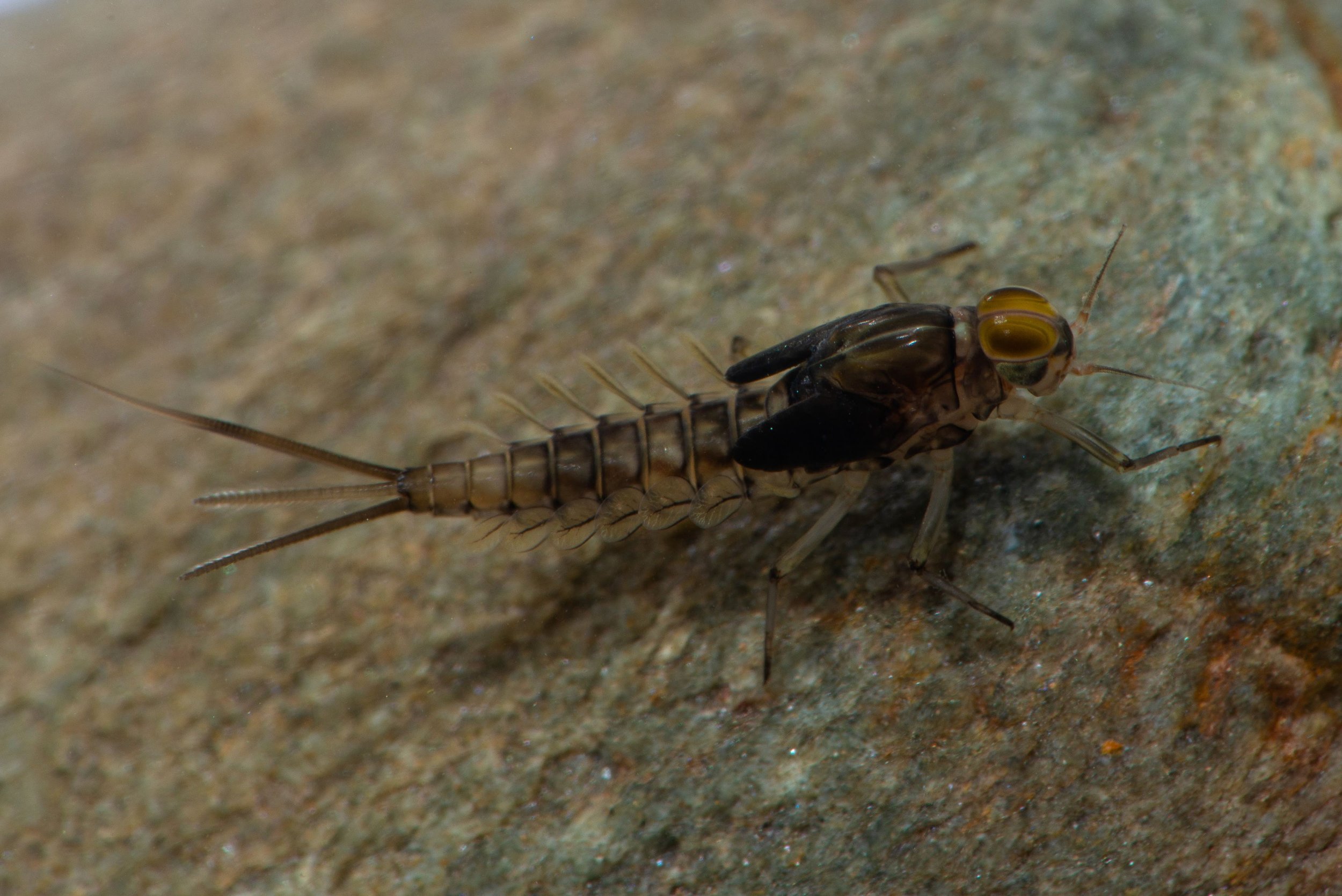 Baetidae - 9 (1).jpeg