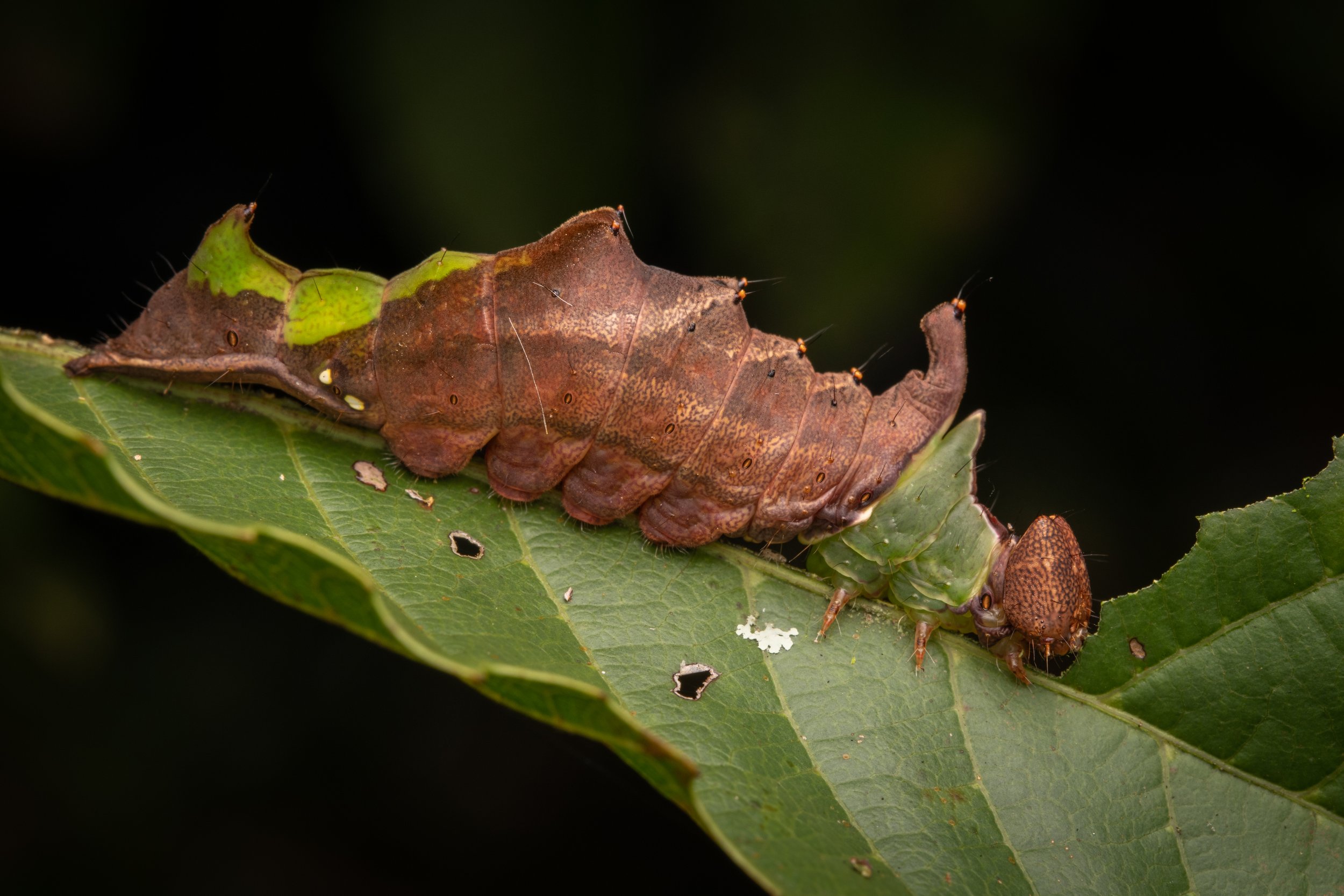 Lepidoptera - 20.jpg