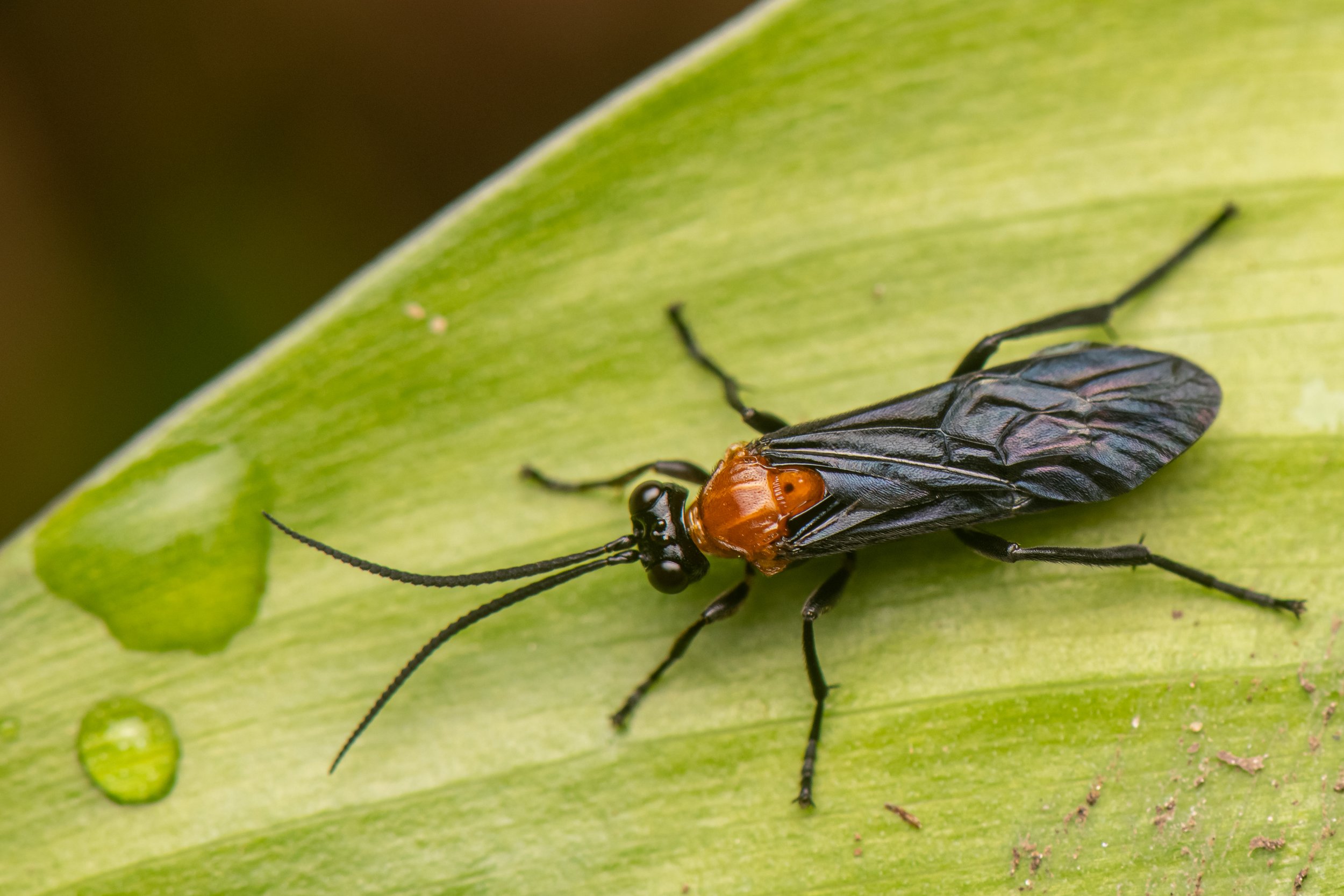 Hymenoptera - 73.jpg