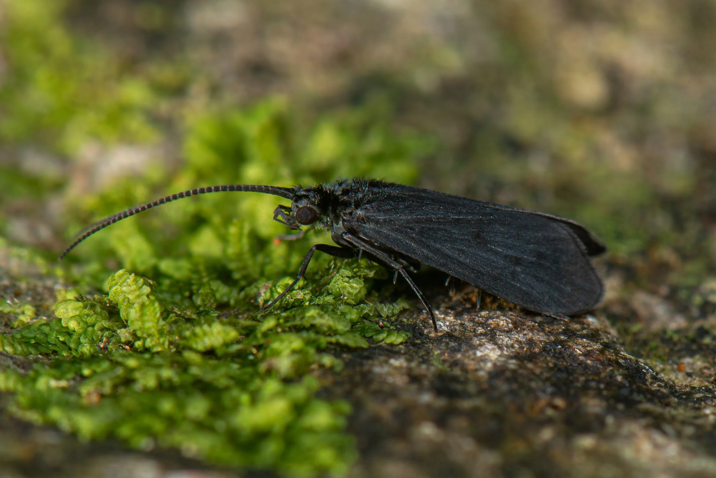 Trichoptera - 39.jpeg