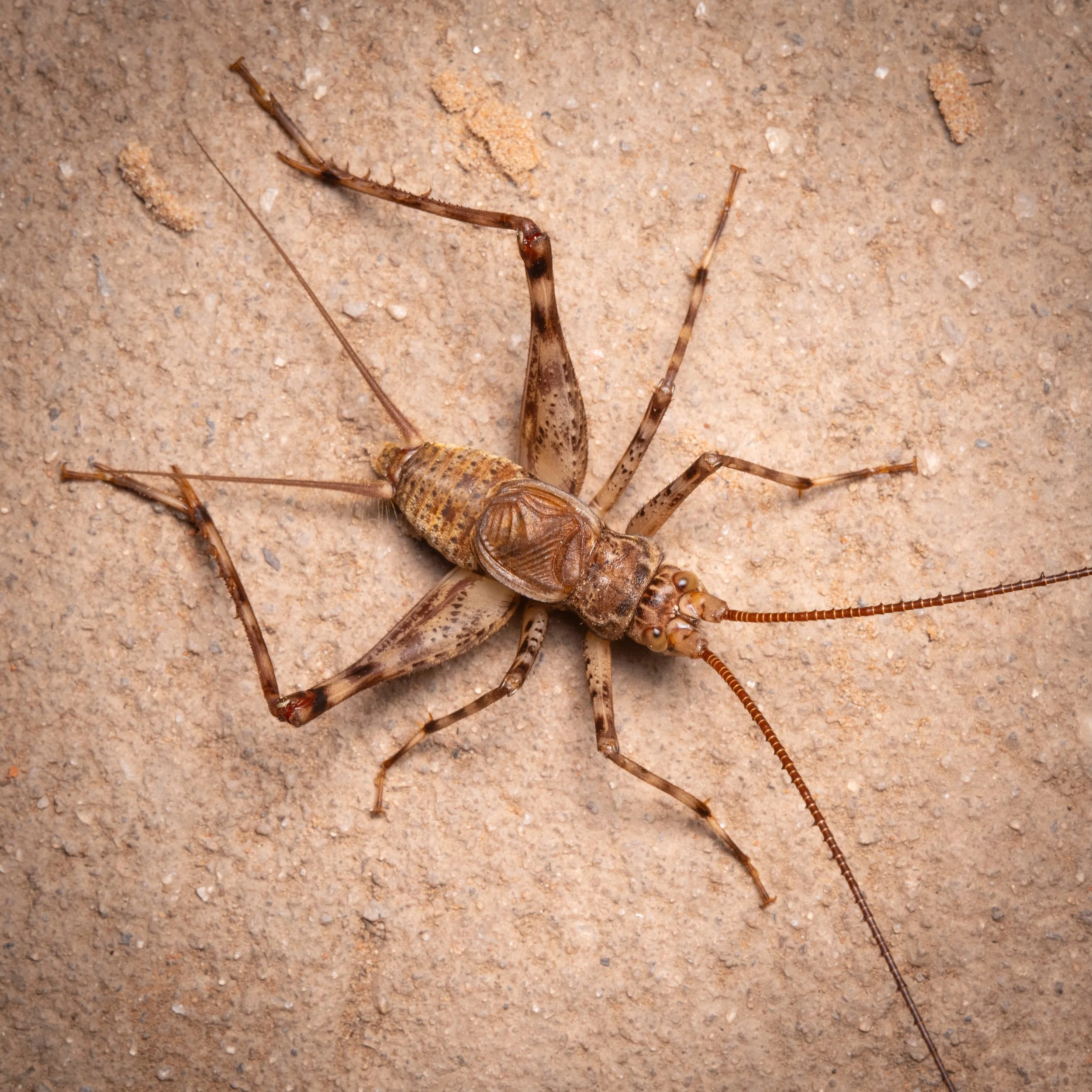 Orthoptera - 4 (1).jpeg