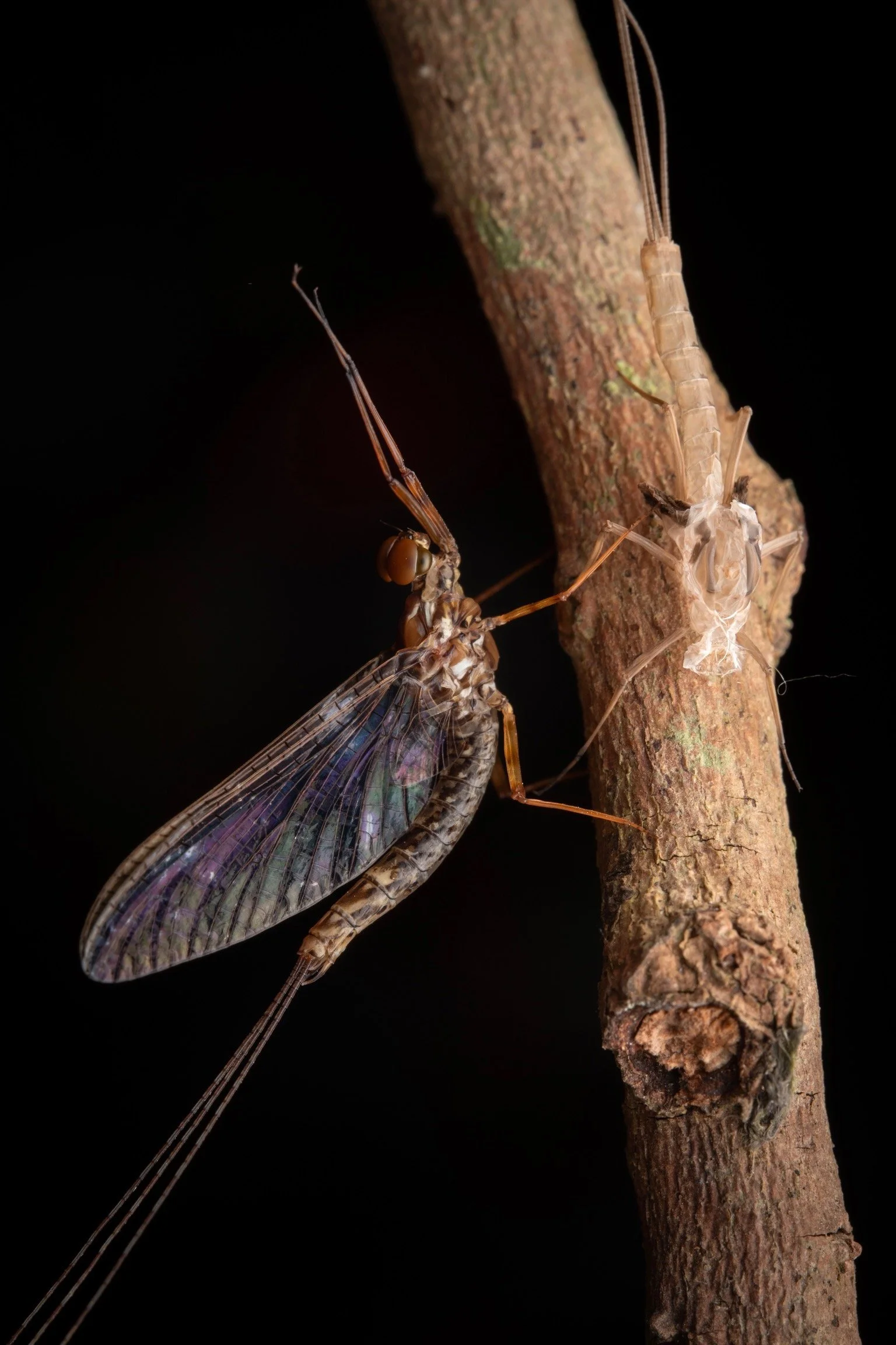 Leptophlebiidae - 65.jpeg