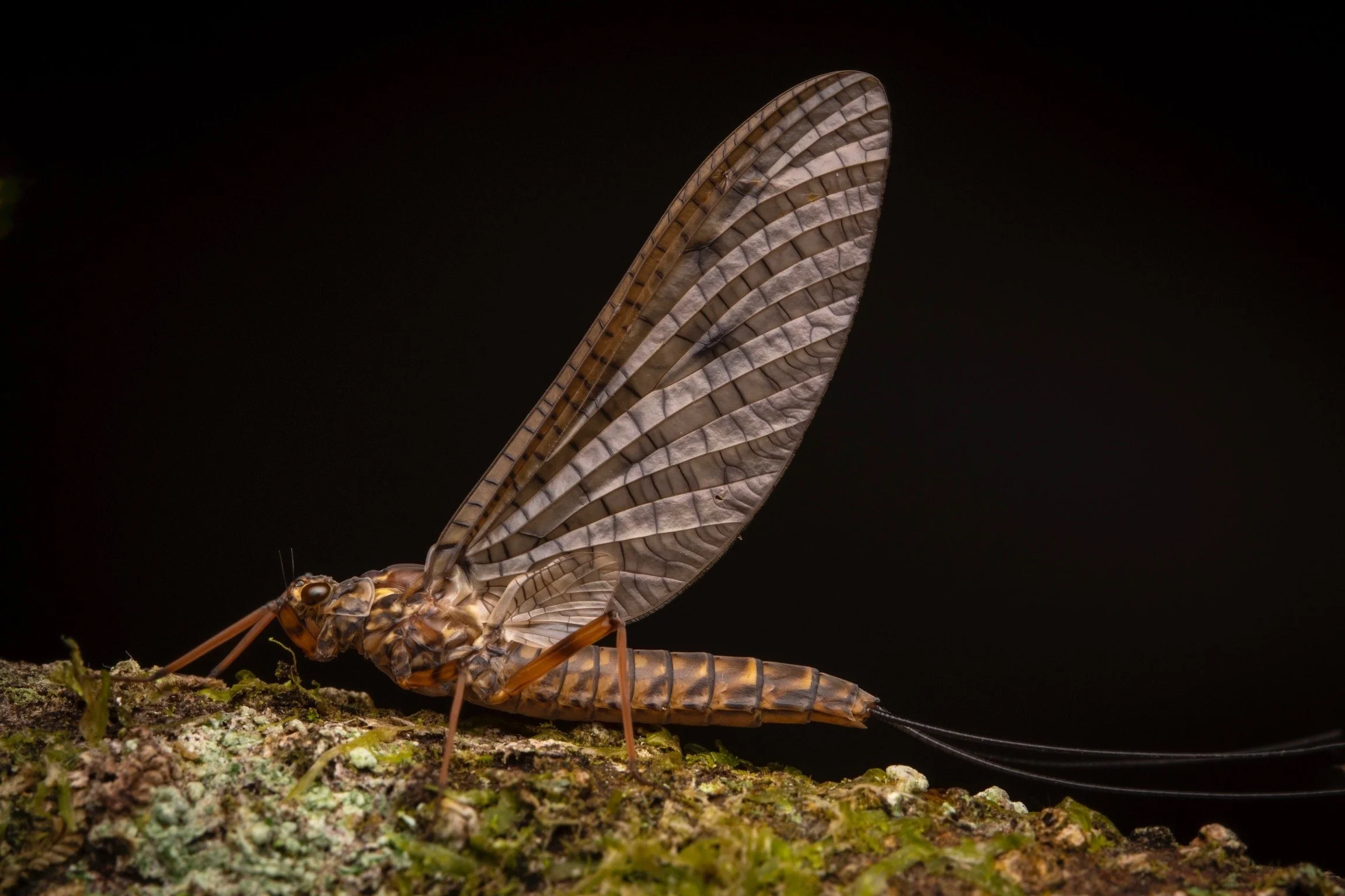 Leptophlebiidae - 60.jpeg