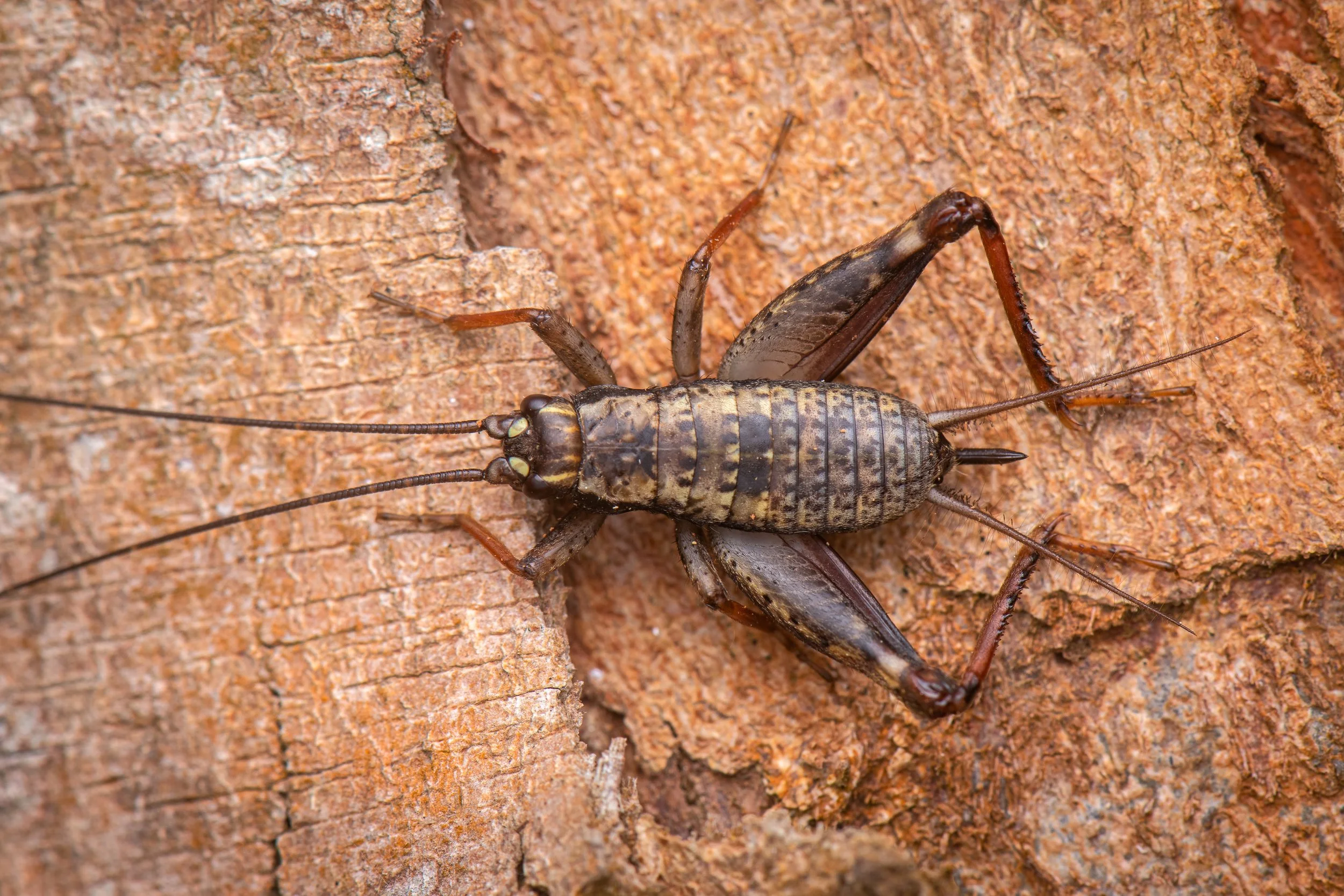 Orthoptera - 63.jpeg