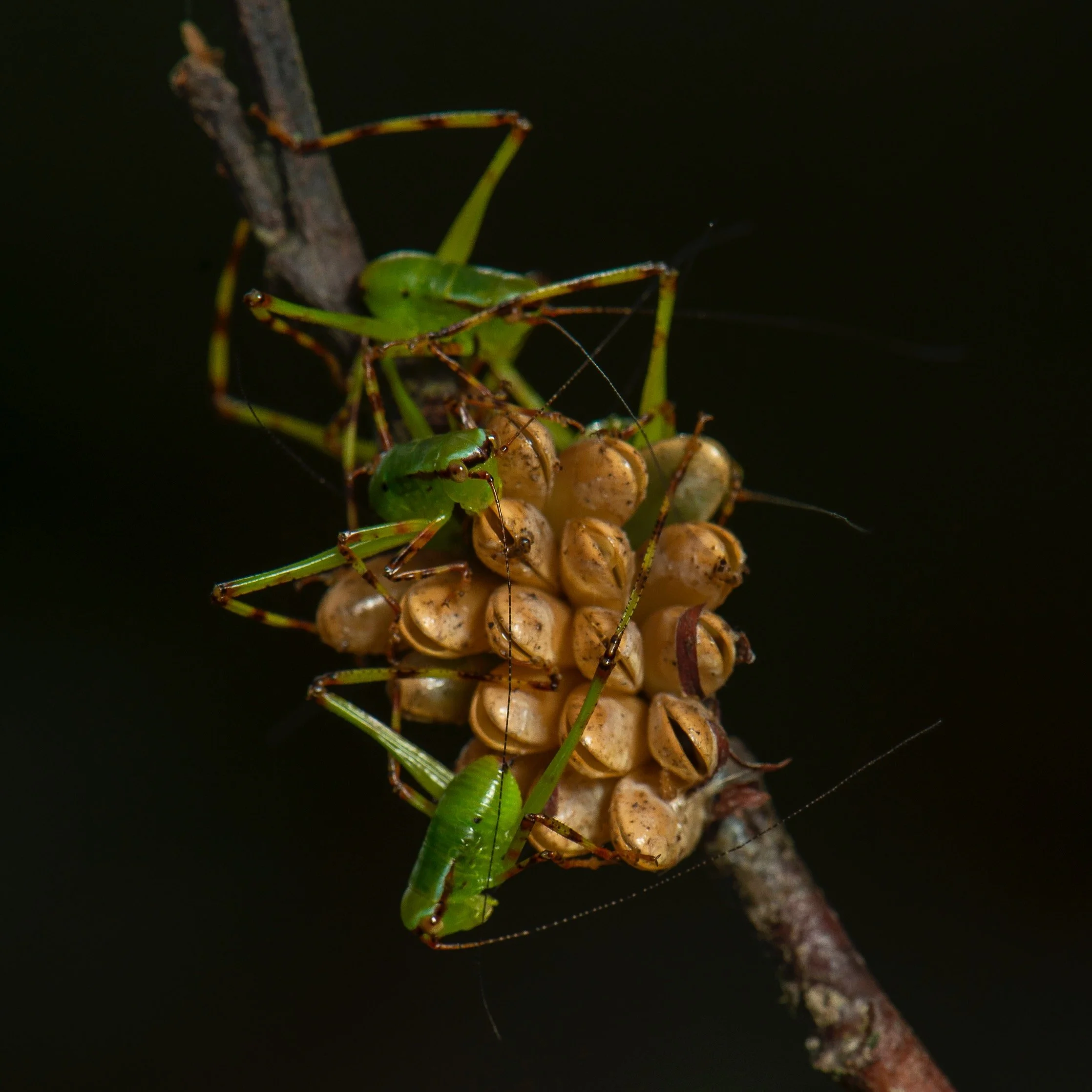 Orthoptera - 94.jpeg