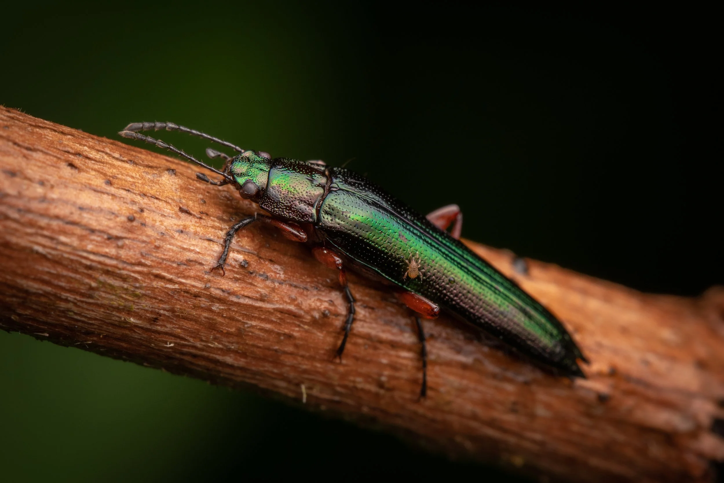 Coleoptera - 67.jpg