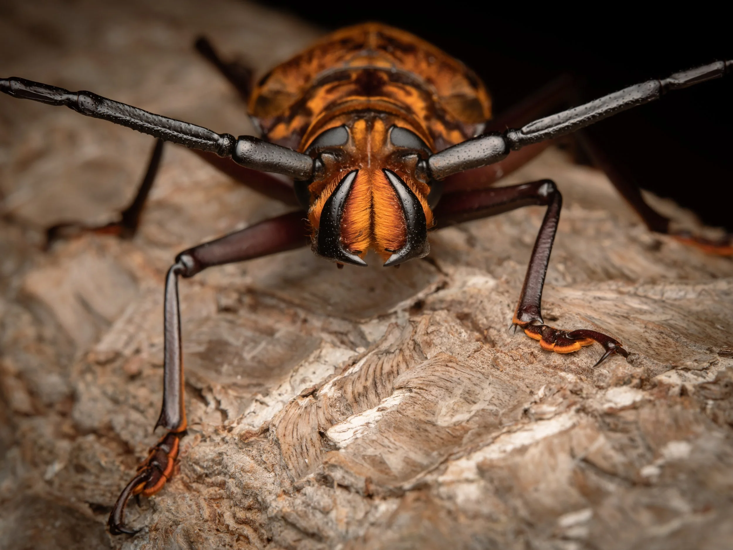 Coleoptera - 4.jpg