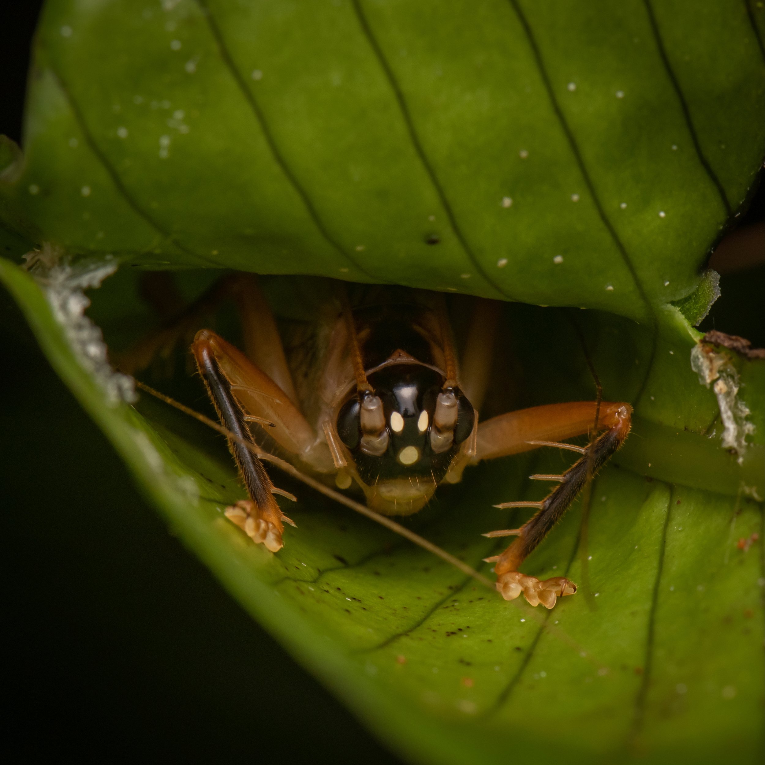 Ao olhar para a mata, dificilmente reparamos em apenas uma única folha. Para alguns insetos, porém, o significado pode ser maior. Uma única folha vira abrigo, proteção, e o inseto desaparece sem traço. Ao dobrá-la e costurá-la com sua seda, um grilo 