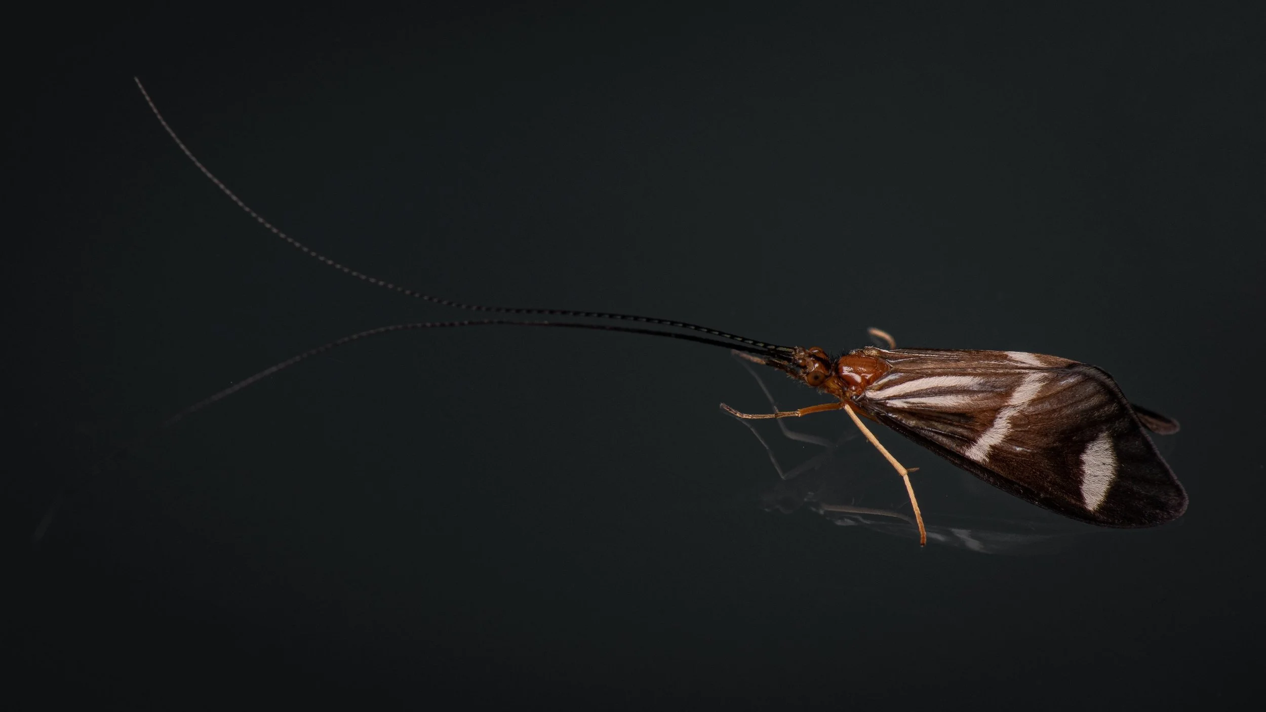 Trichoptera - 20.jpeg