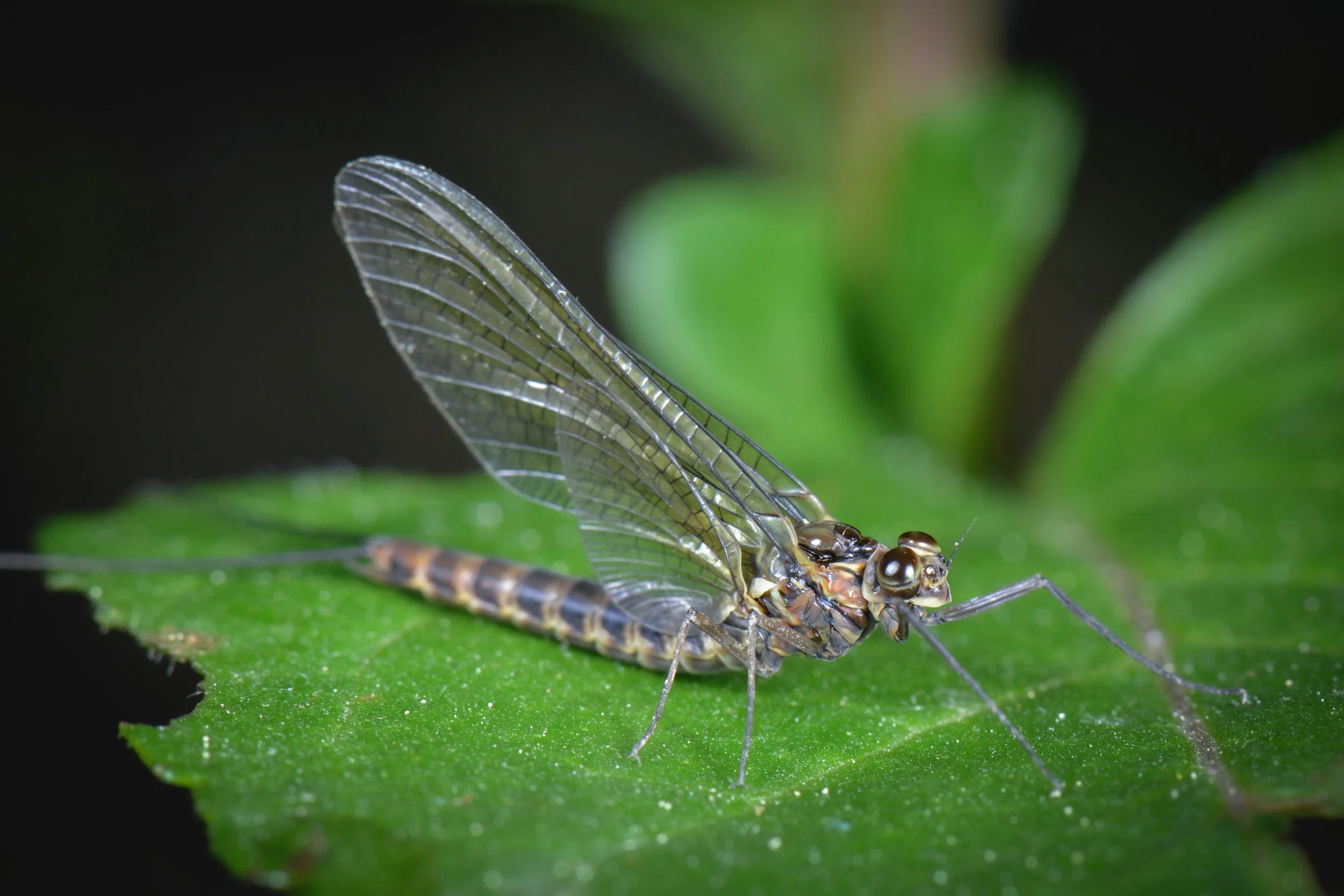 Siphlonuridae - 2.jpeg