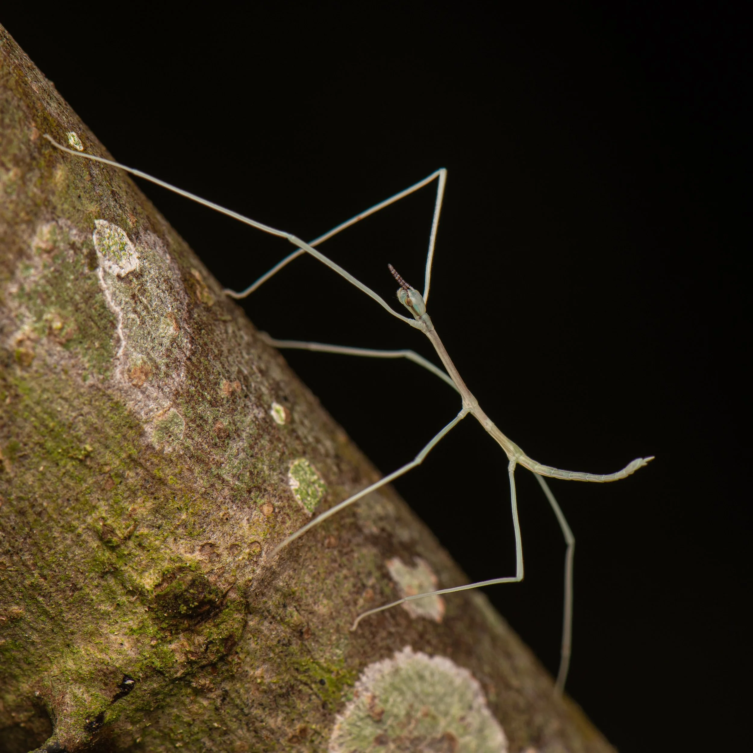 Phasmida - 16.jpeg