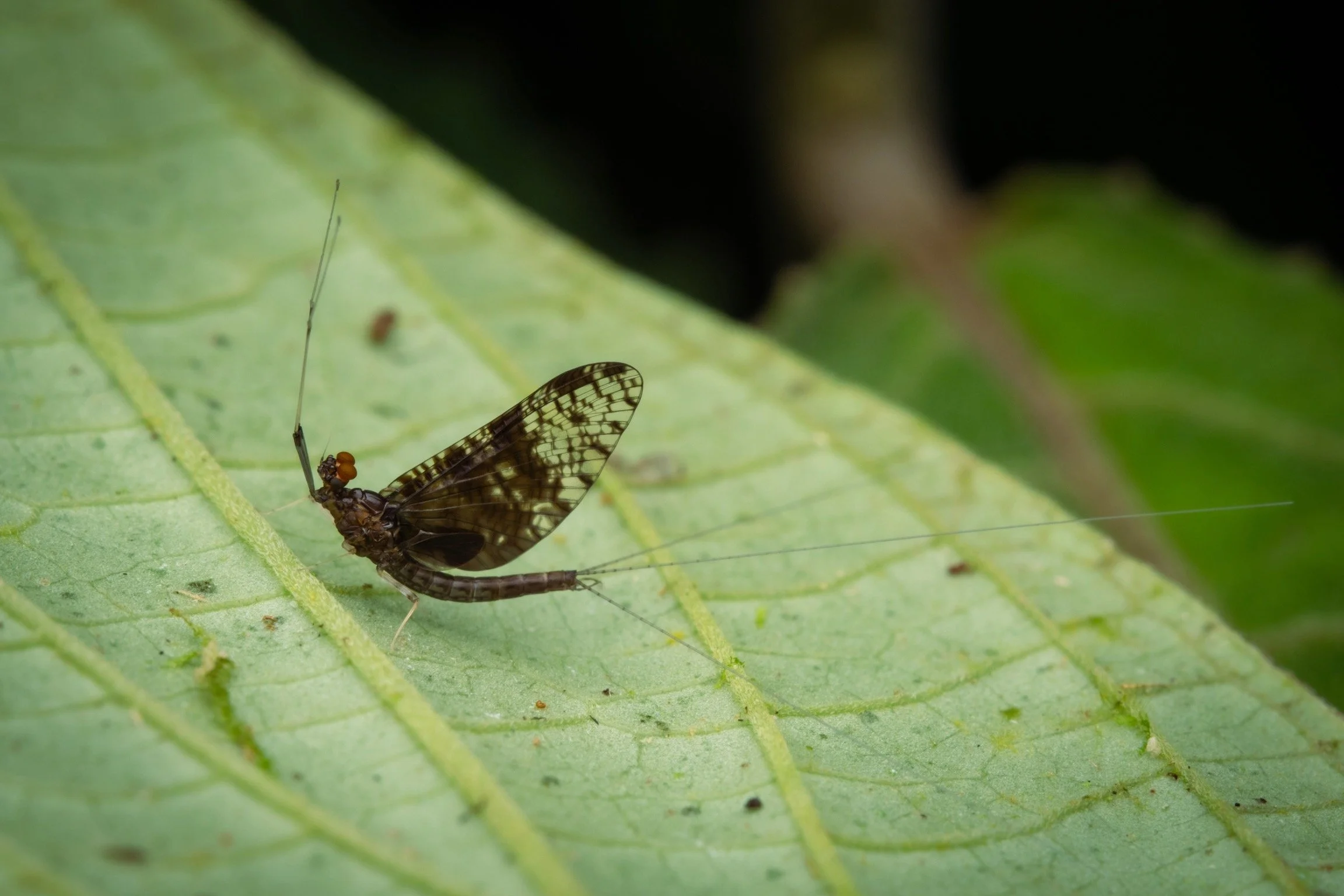 Leptophlebiidae - 57.jpeg