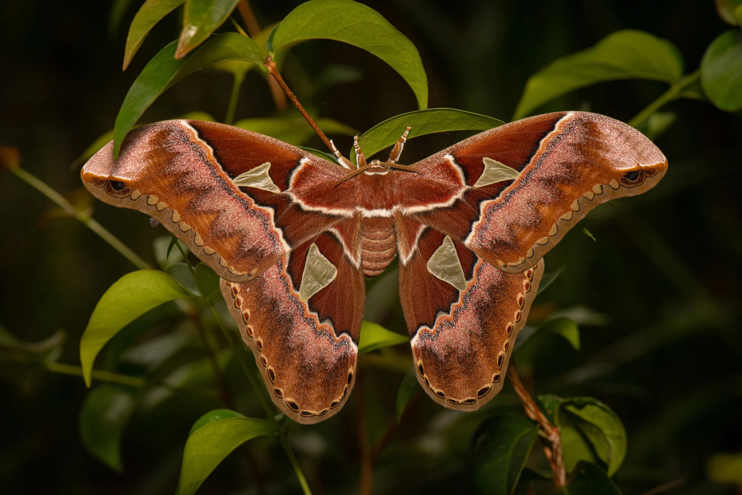 Lepidoptera - 51.jpg