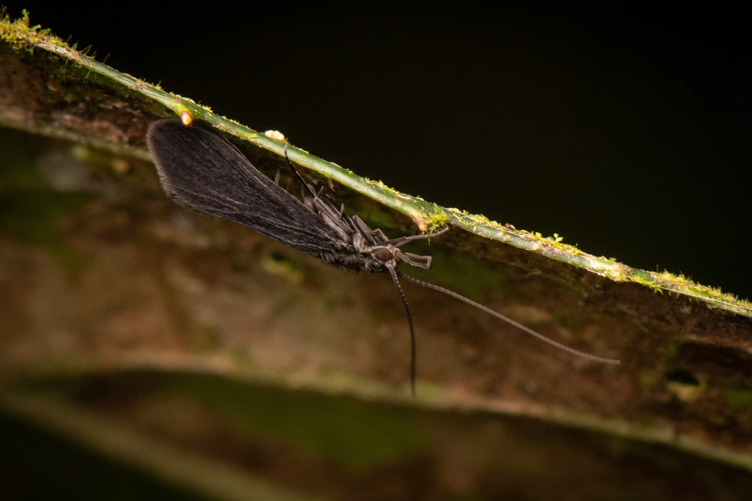 Trichoptera - 19.jpeg