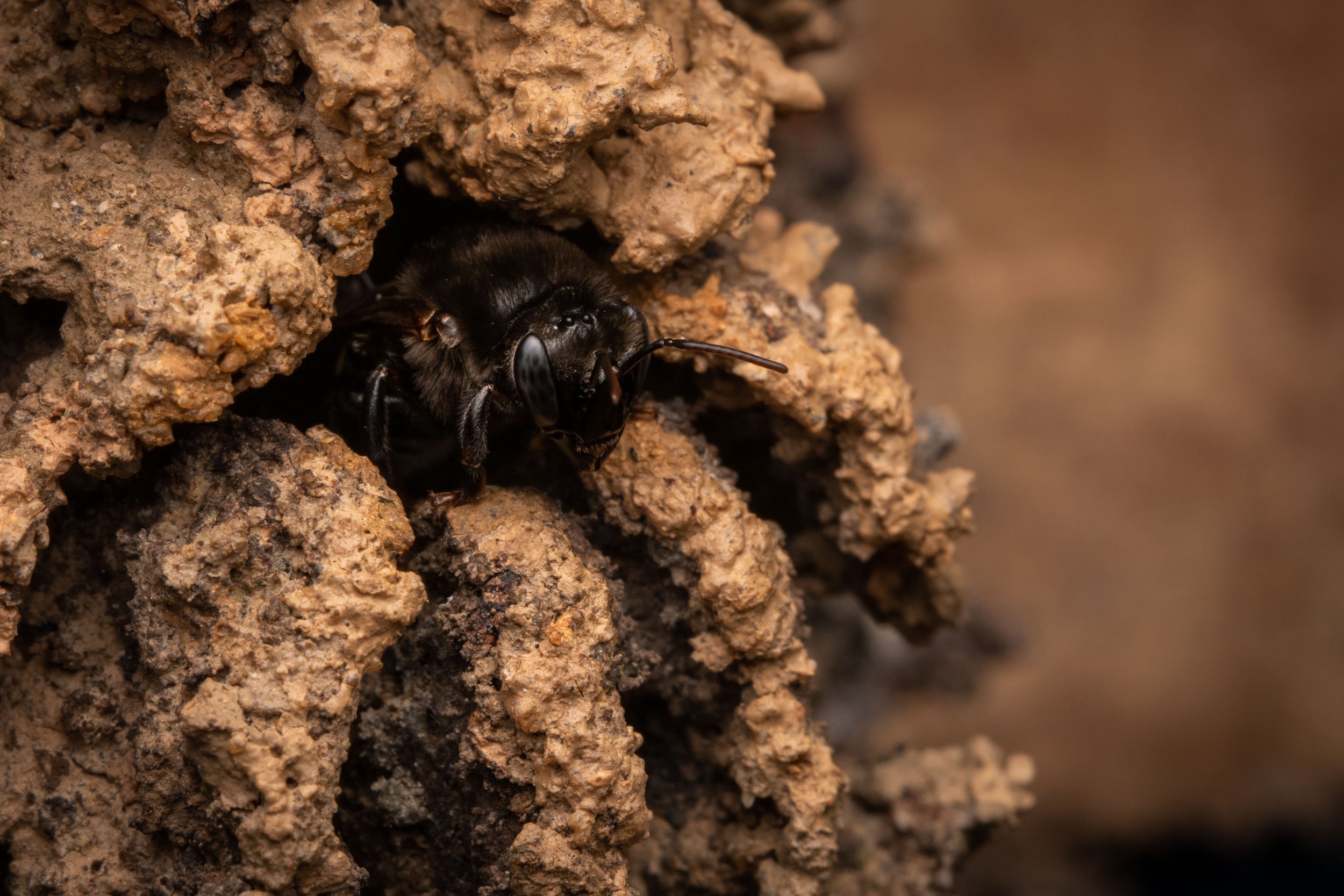 Hymenoptera - 53.jpg