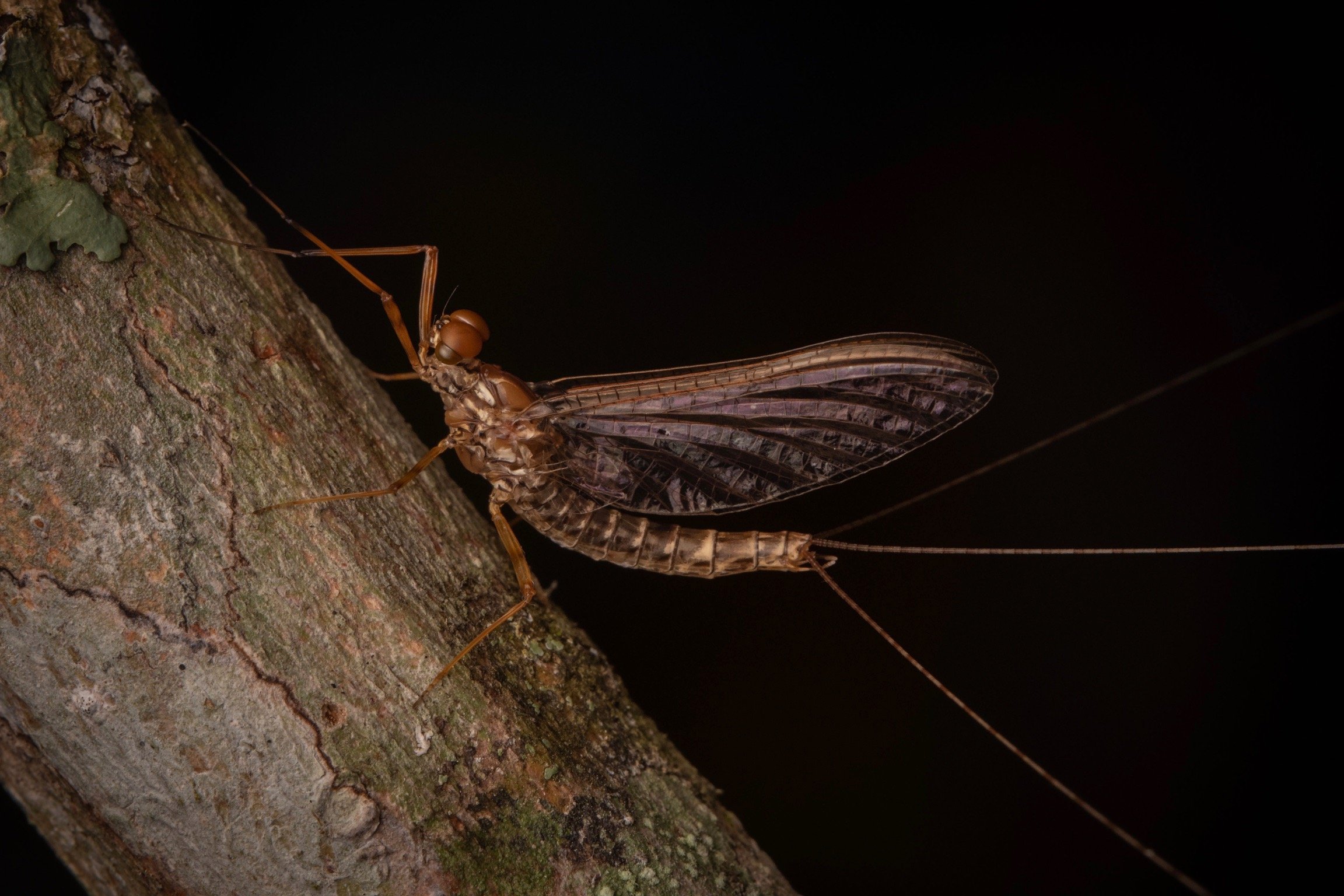 Leptophlebiidae - 52.jpeg