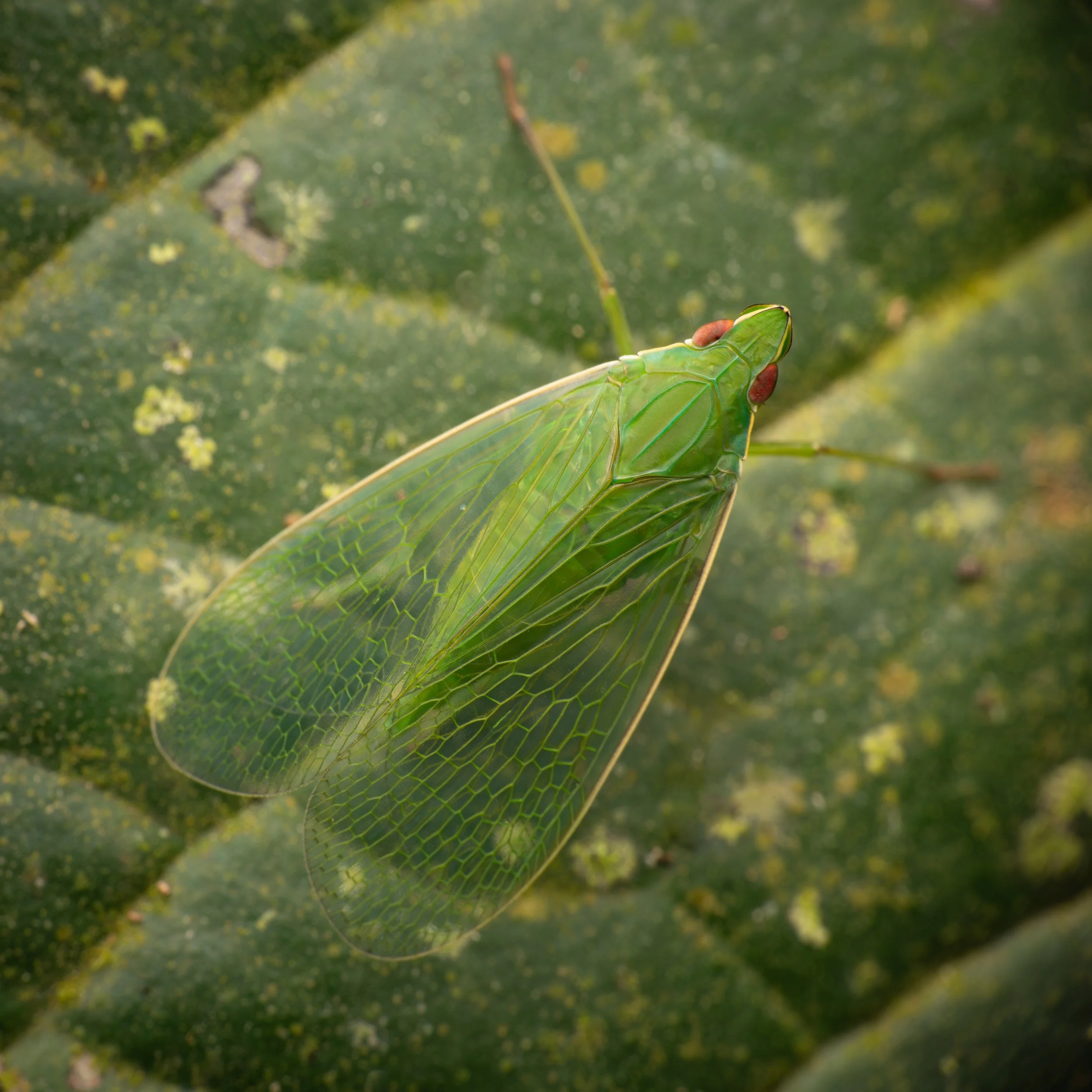 Mata_do_Paraíso - 3.jpeg